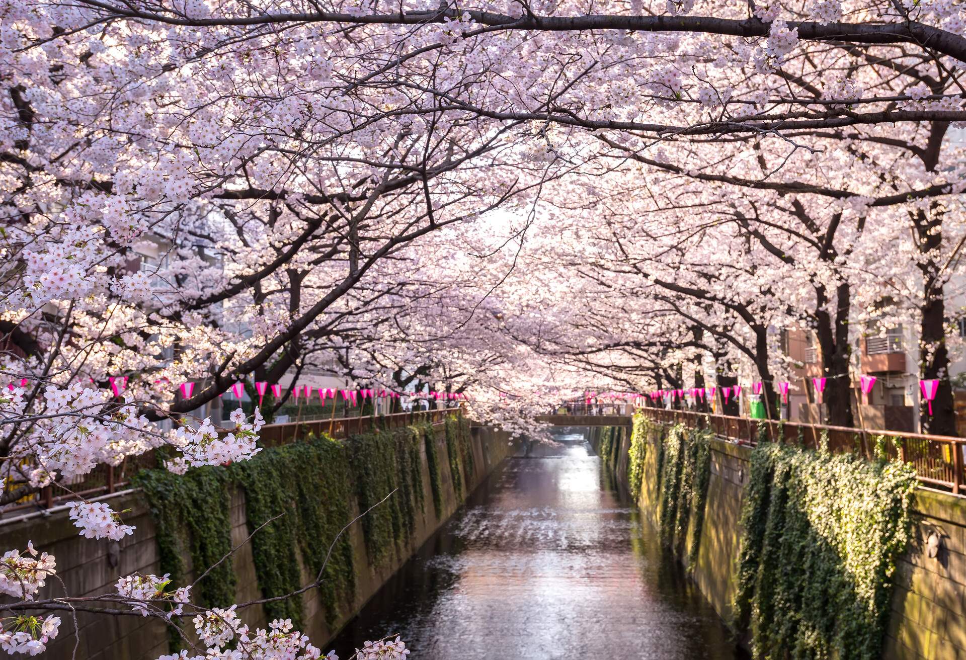 DEST_JAPAN_TOKYO_MEGURO-CANAL_CHERRY-BLOSSOMS_GettyImages-615618418