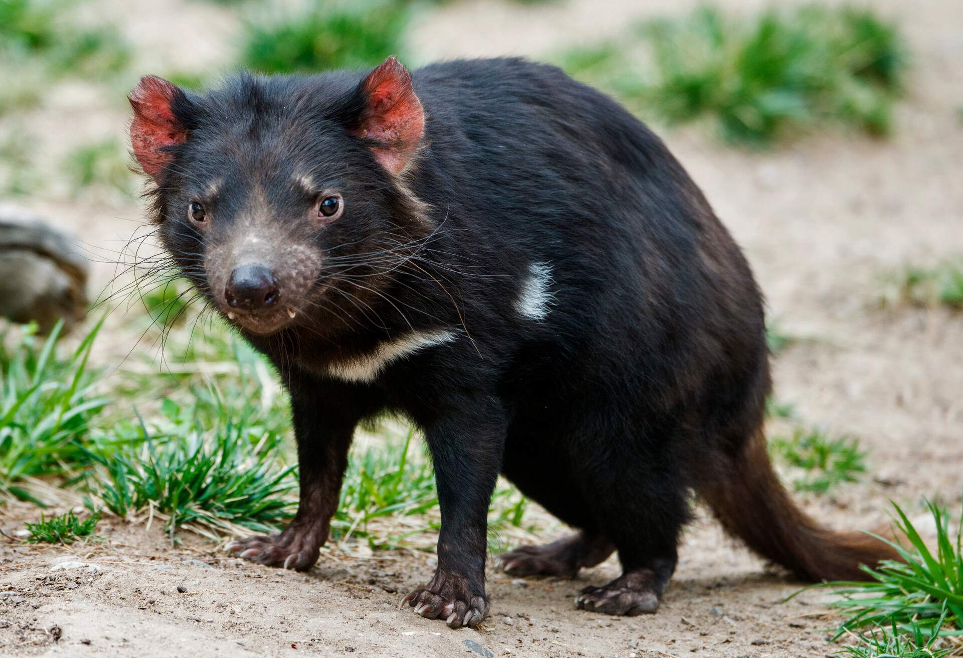 THEME_ANIMALS_TASMANIAN-DEVIL_Sarcophilus harrisii