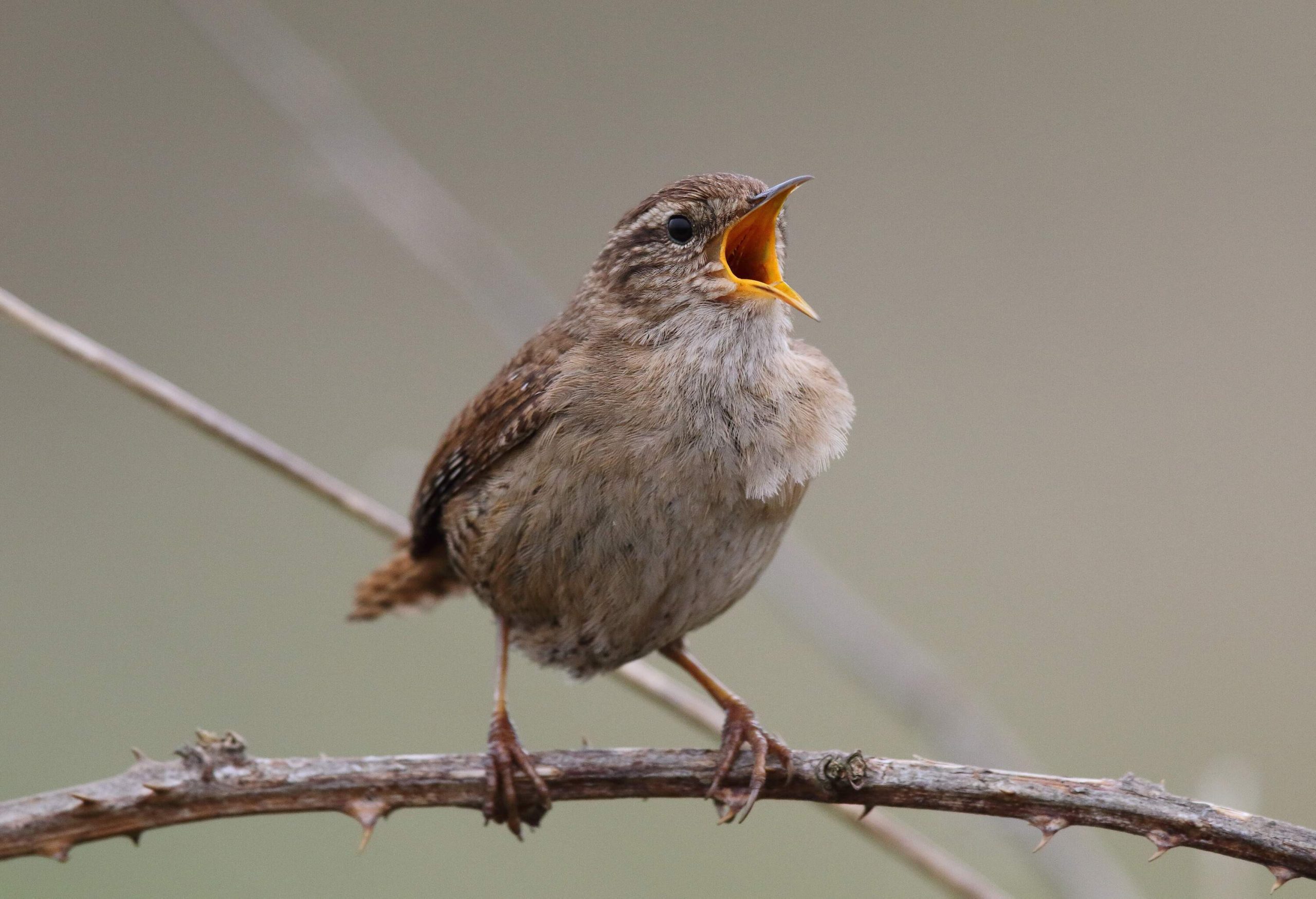 A Wren perched on a bramble in full song