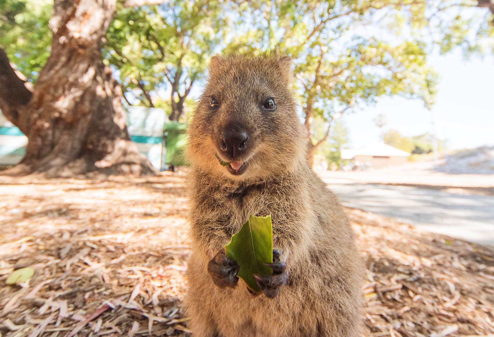 THEME_ANIMAL_QUOKKA_GettyImages-1149986853