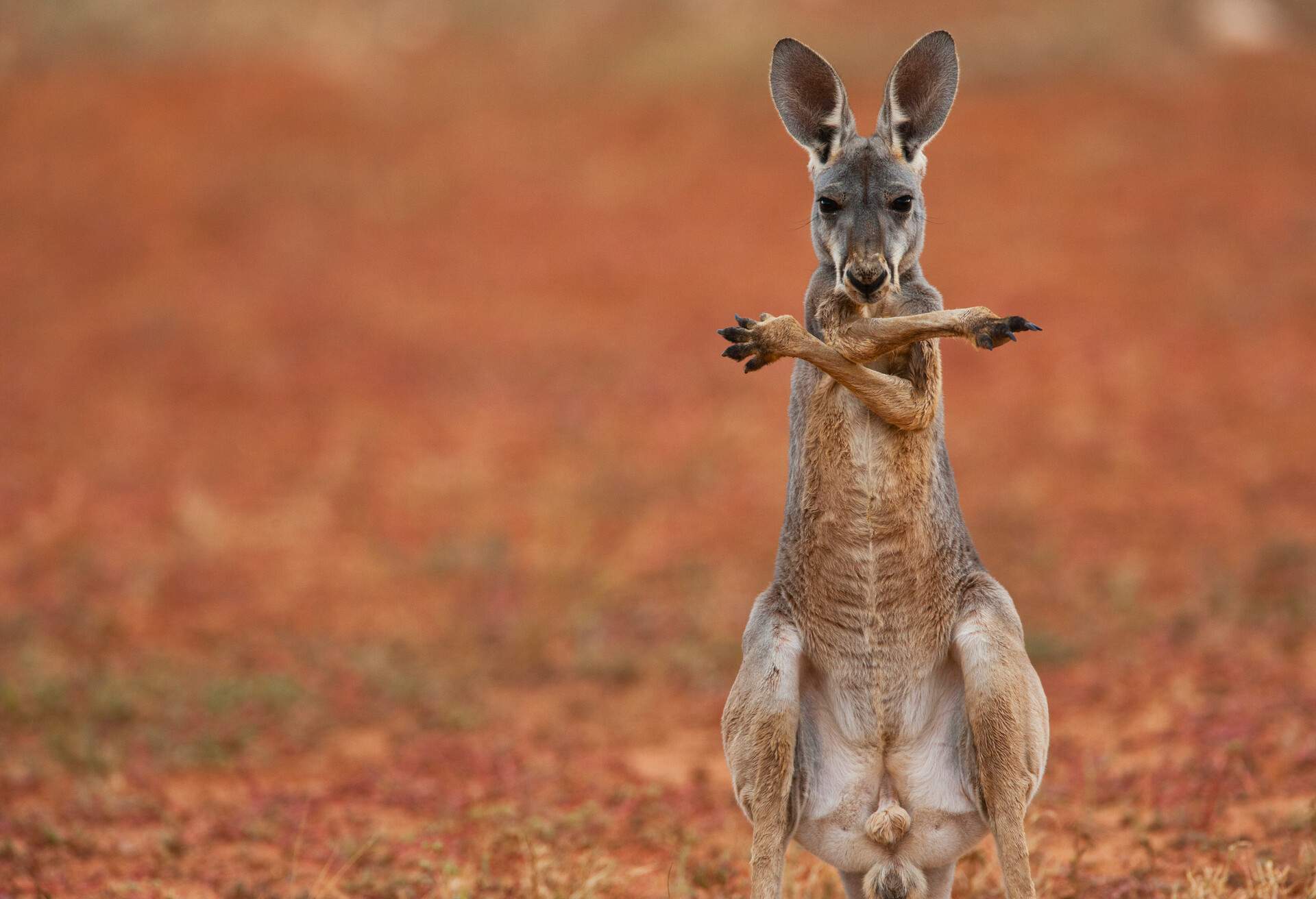 THEME_ANIMAL_RED-KANGAROO_GettyImages-520459782