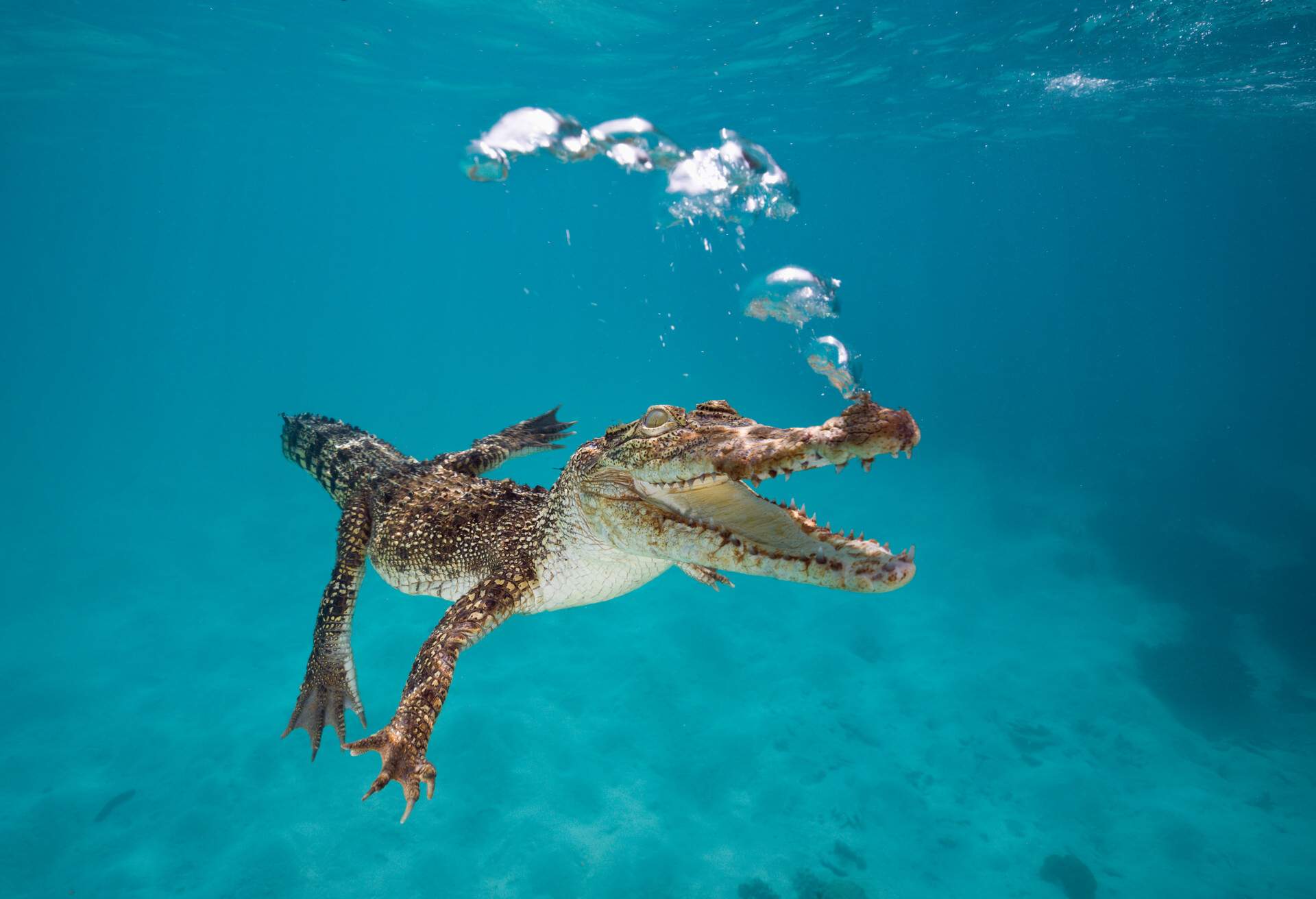 THEME_NATURE_AUSTRALIAN_SALTWATER_CROCODILE_GettyImages-519853008