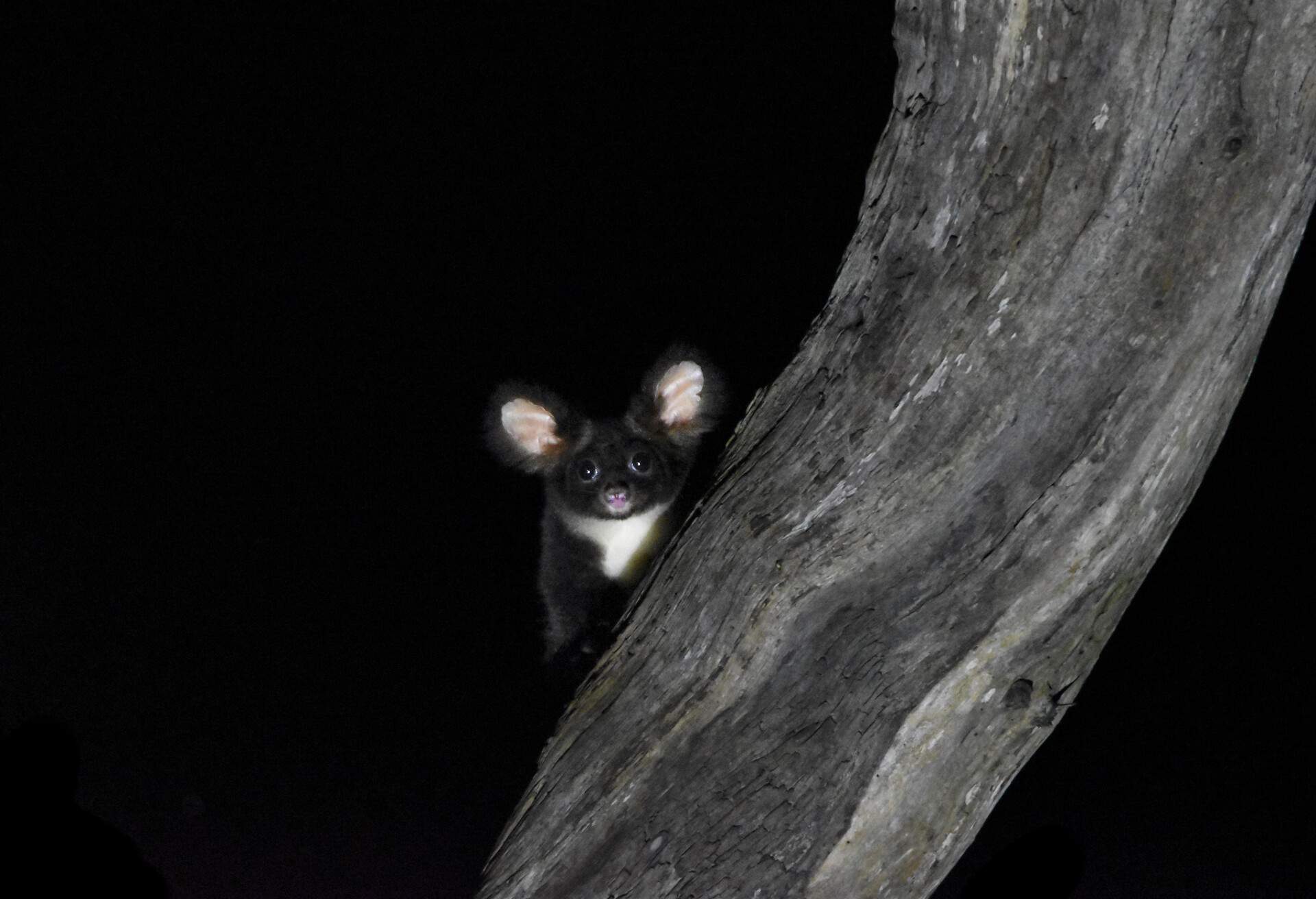 THEME_NATURE_Greater glider_GettyImages-1394742475