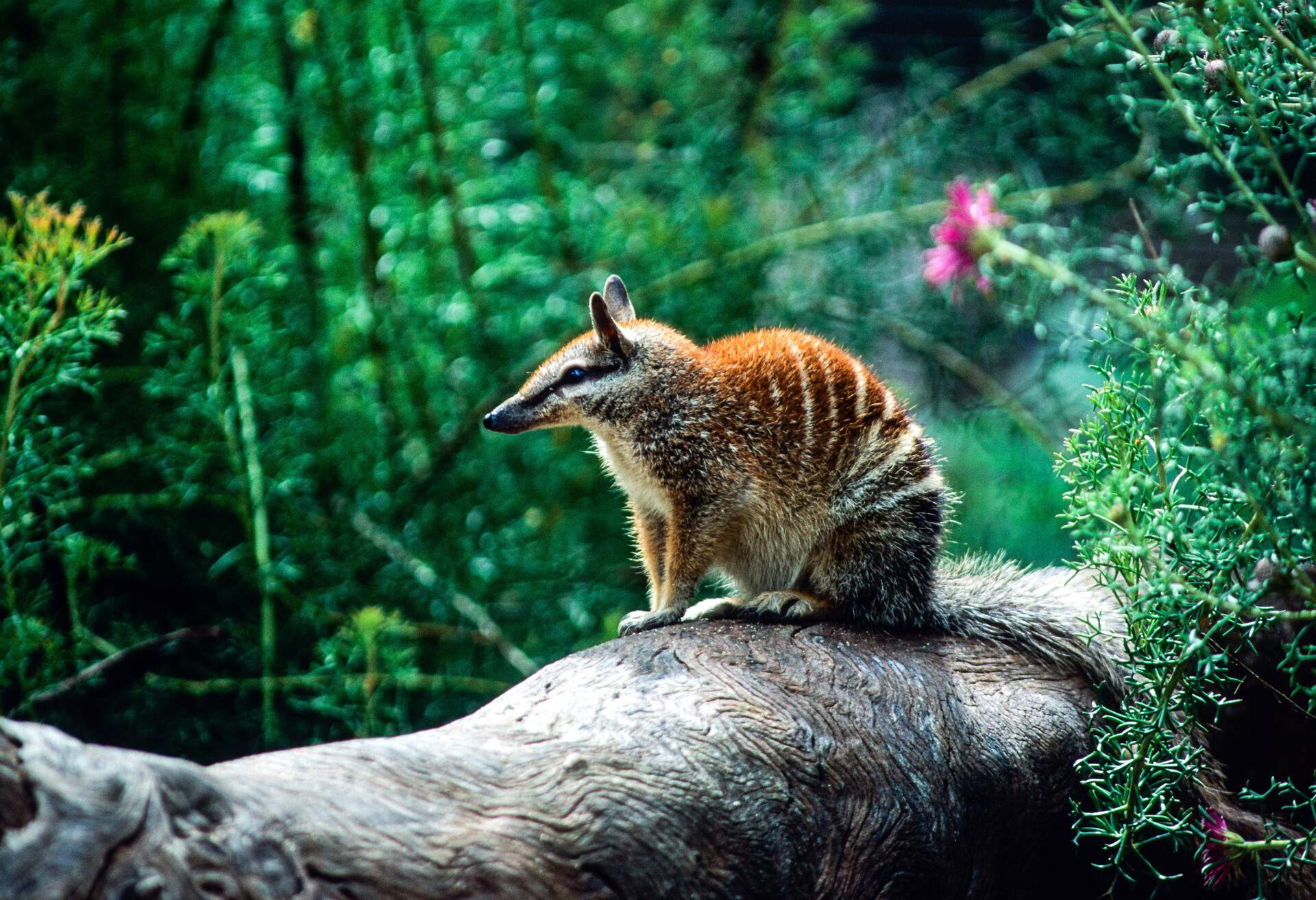 THEME_NATURE_NUMBAT_GettyImages-1054325534