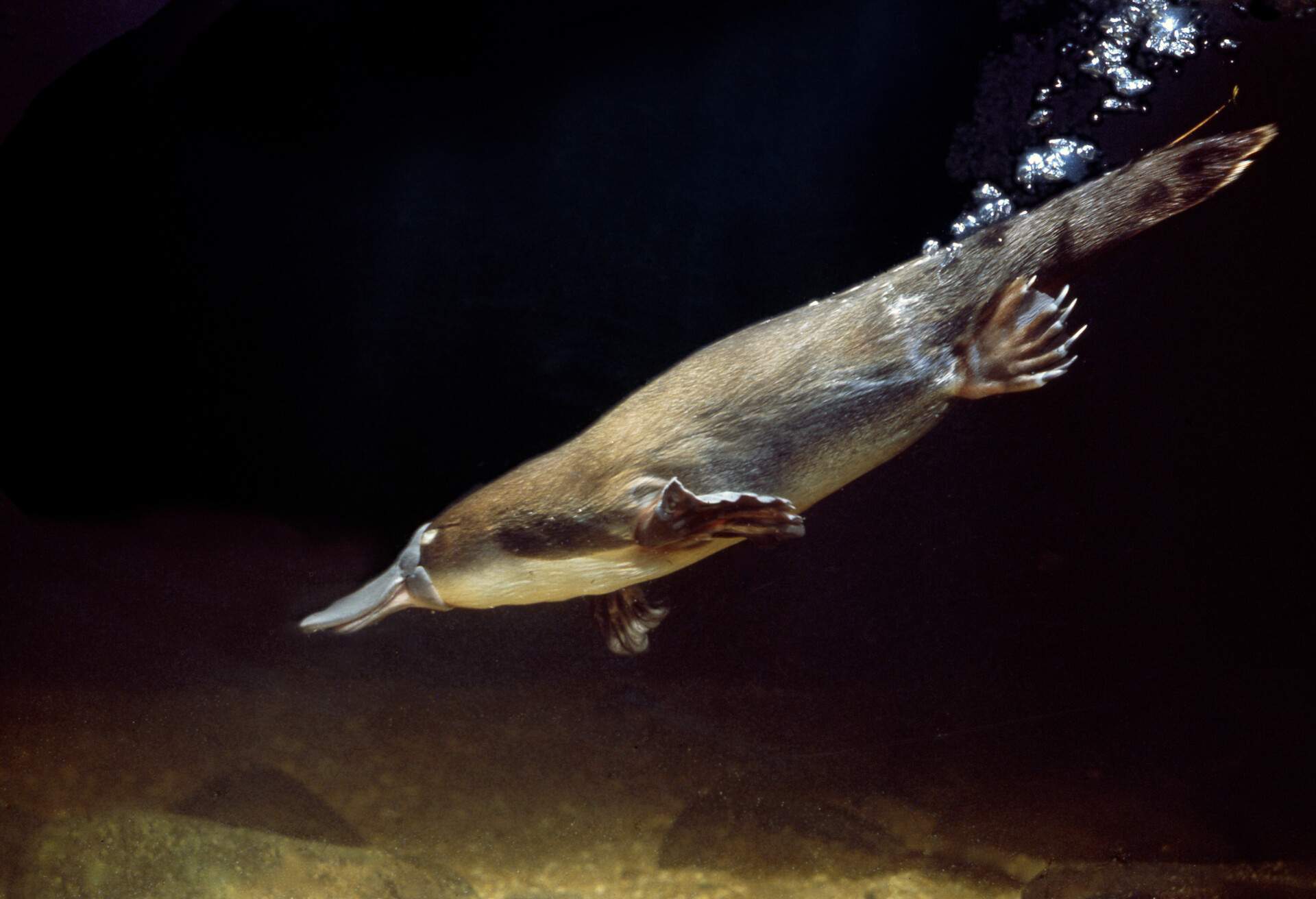 THEME_NATURE_PLATYPUS_GettyImages-500026593