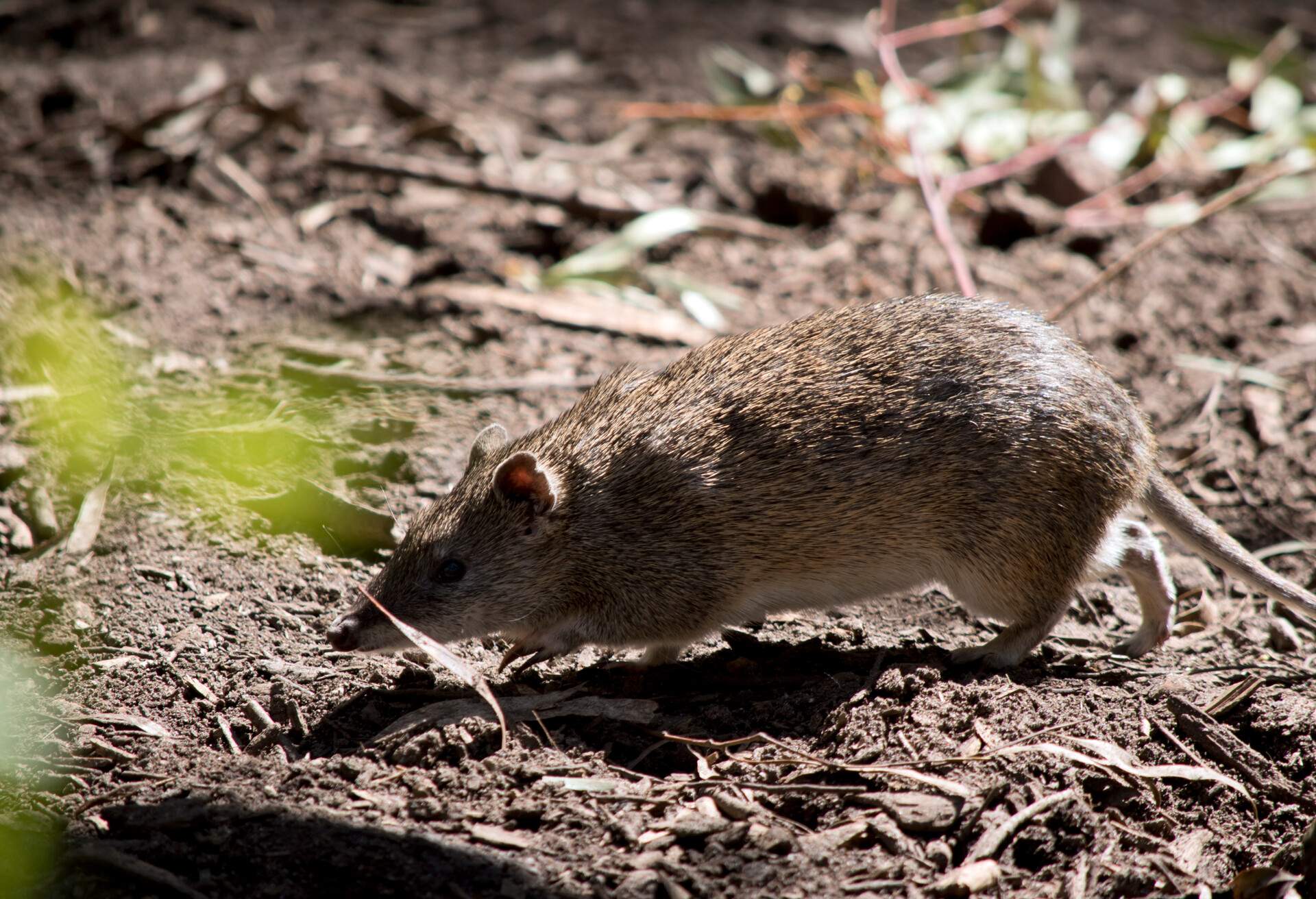 THEME_NATURE_POTOROO_GettyImages-1427803900