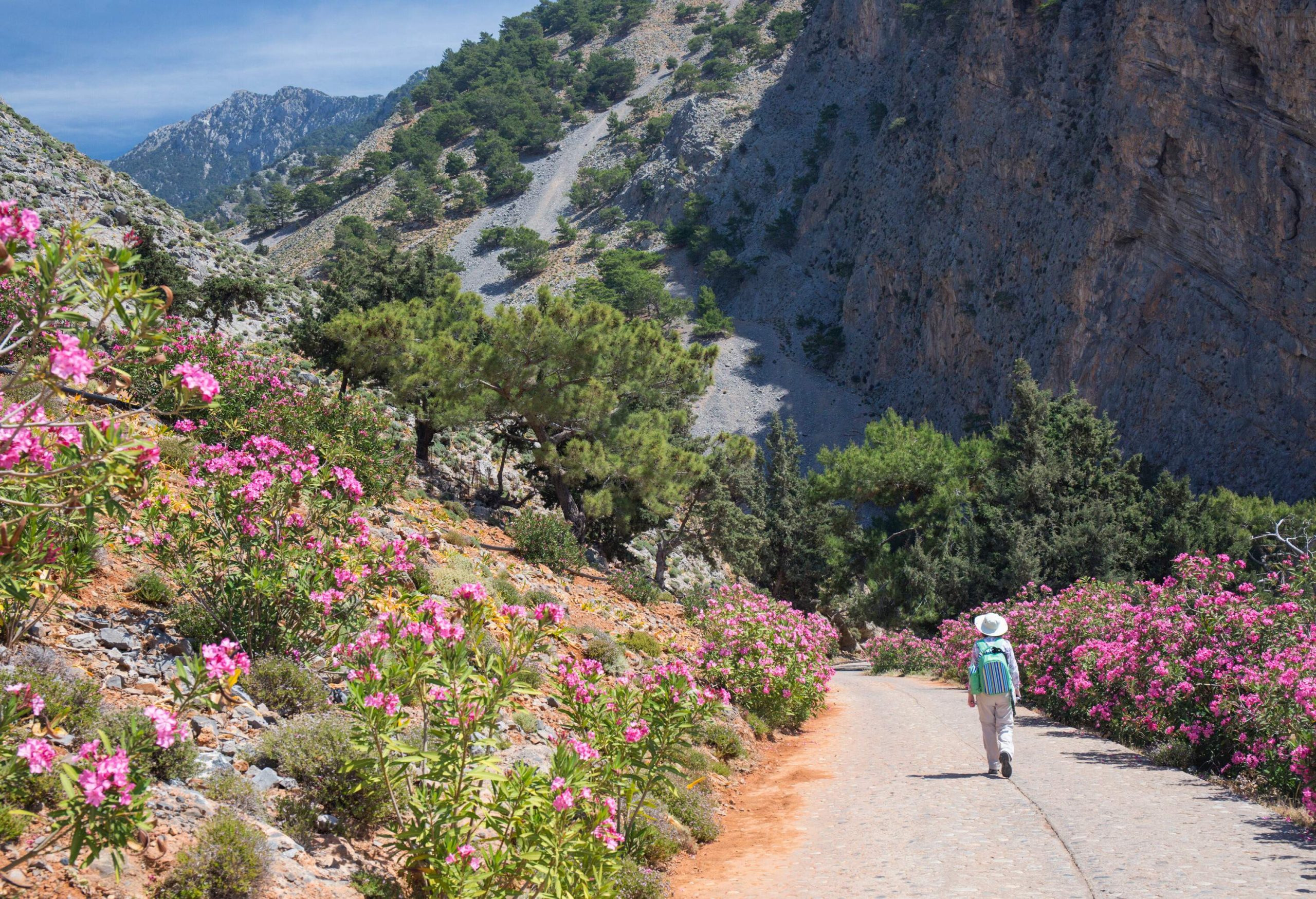 A lady hiker walks on a concrete road surrounded by lush pink flowers at the base of a steep mountain.