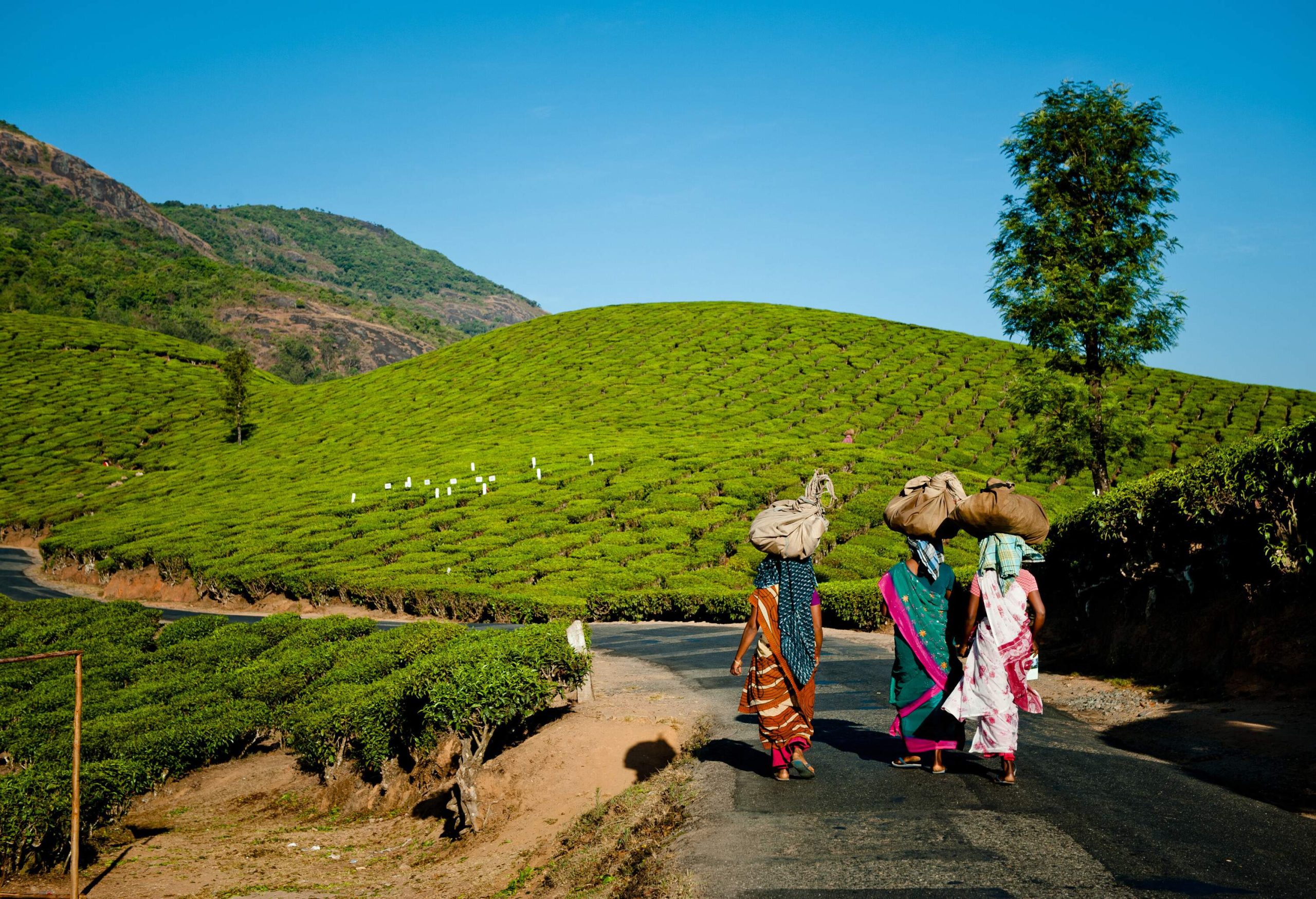 Three people in colourful traditional clothes carry packages on their head as they walk towards the verdant tea plantation on the hills.