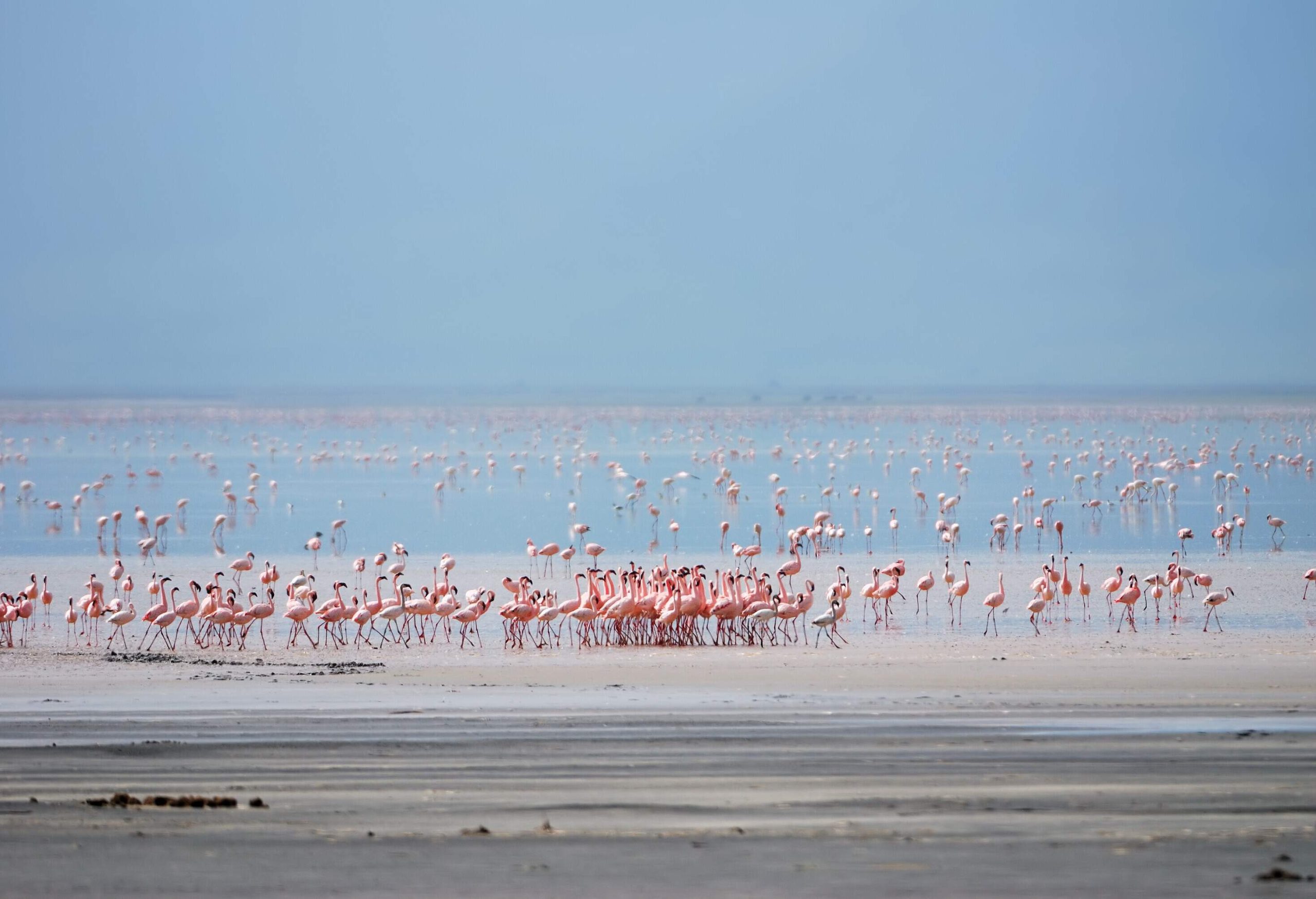 A flamboyance of flamingos wandering on a lake's shallow waters.