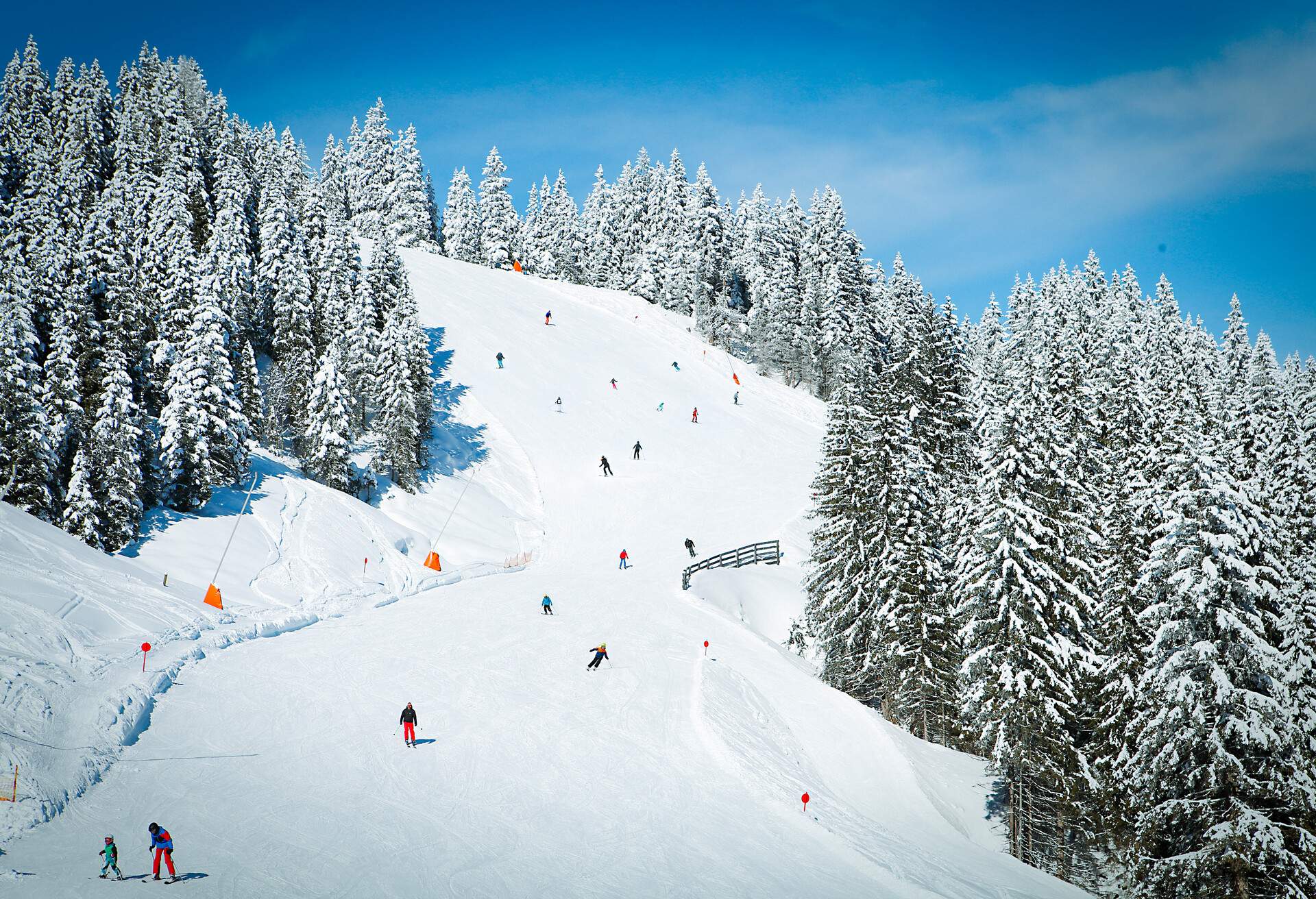 Ski slopes bordered by tall trees and populated with skiers.