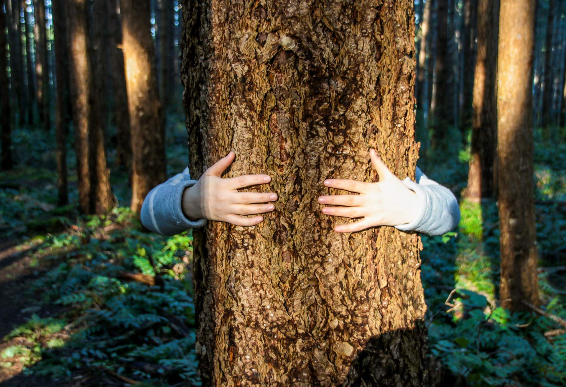 NATURE_FOREST_TREE_HUG_PERSON