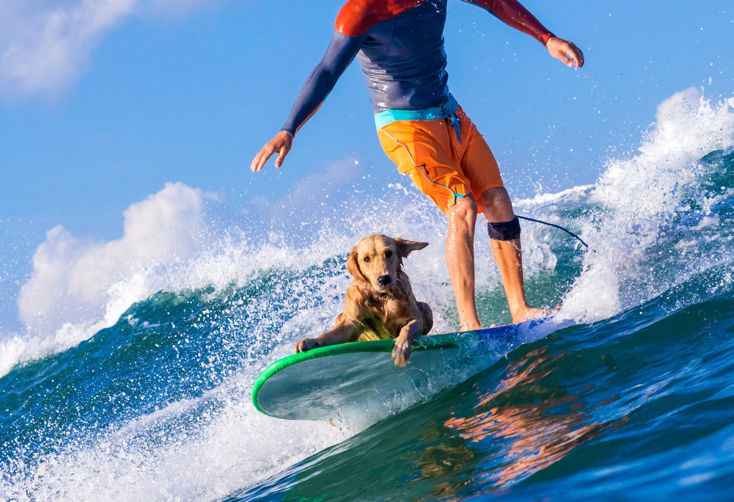 Surfer in a colourful swimwear rides the waves with a brown dog on a surfboard.