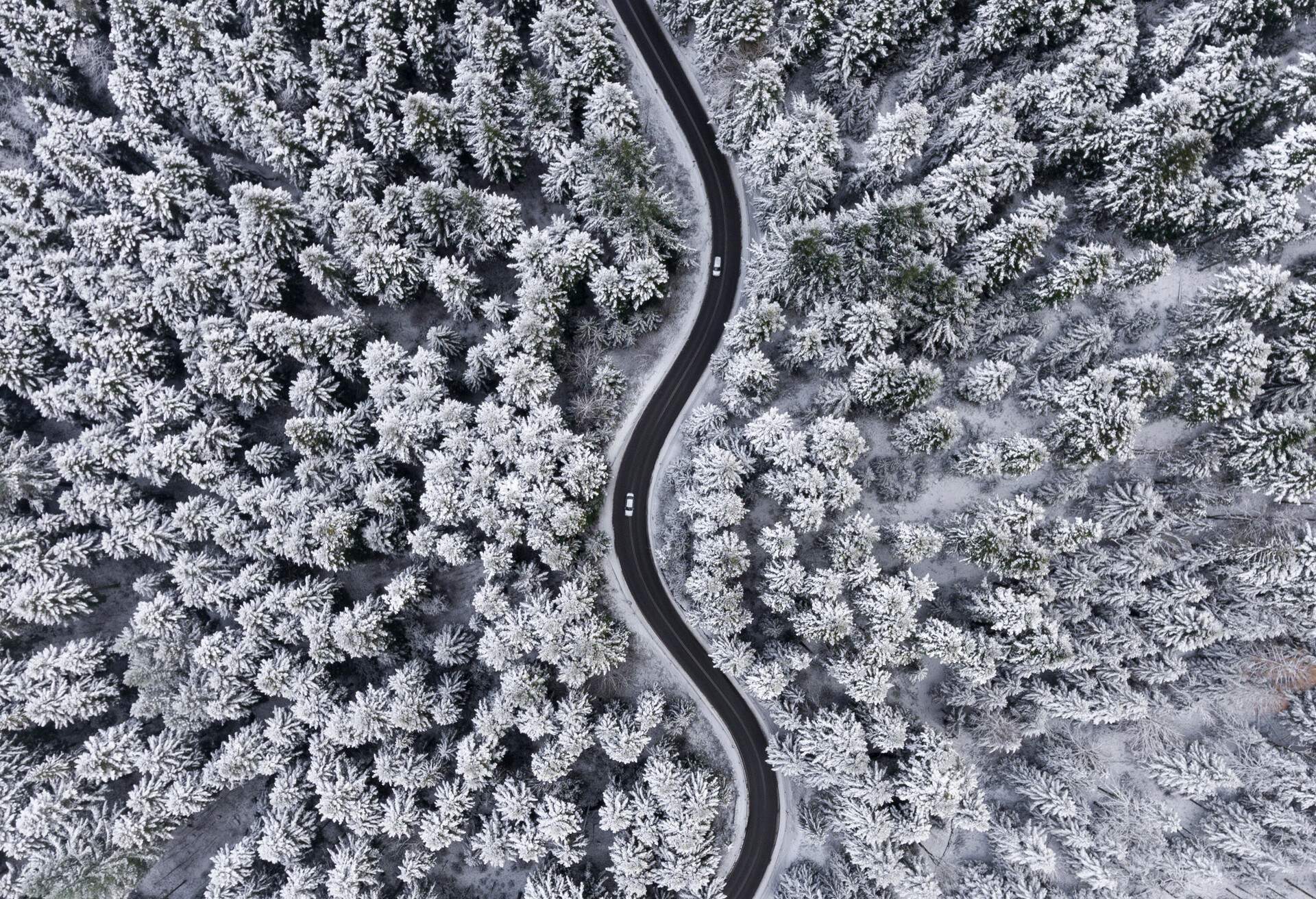 A winding road in between tall trees covered in snow.