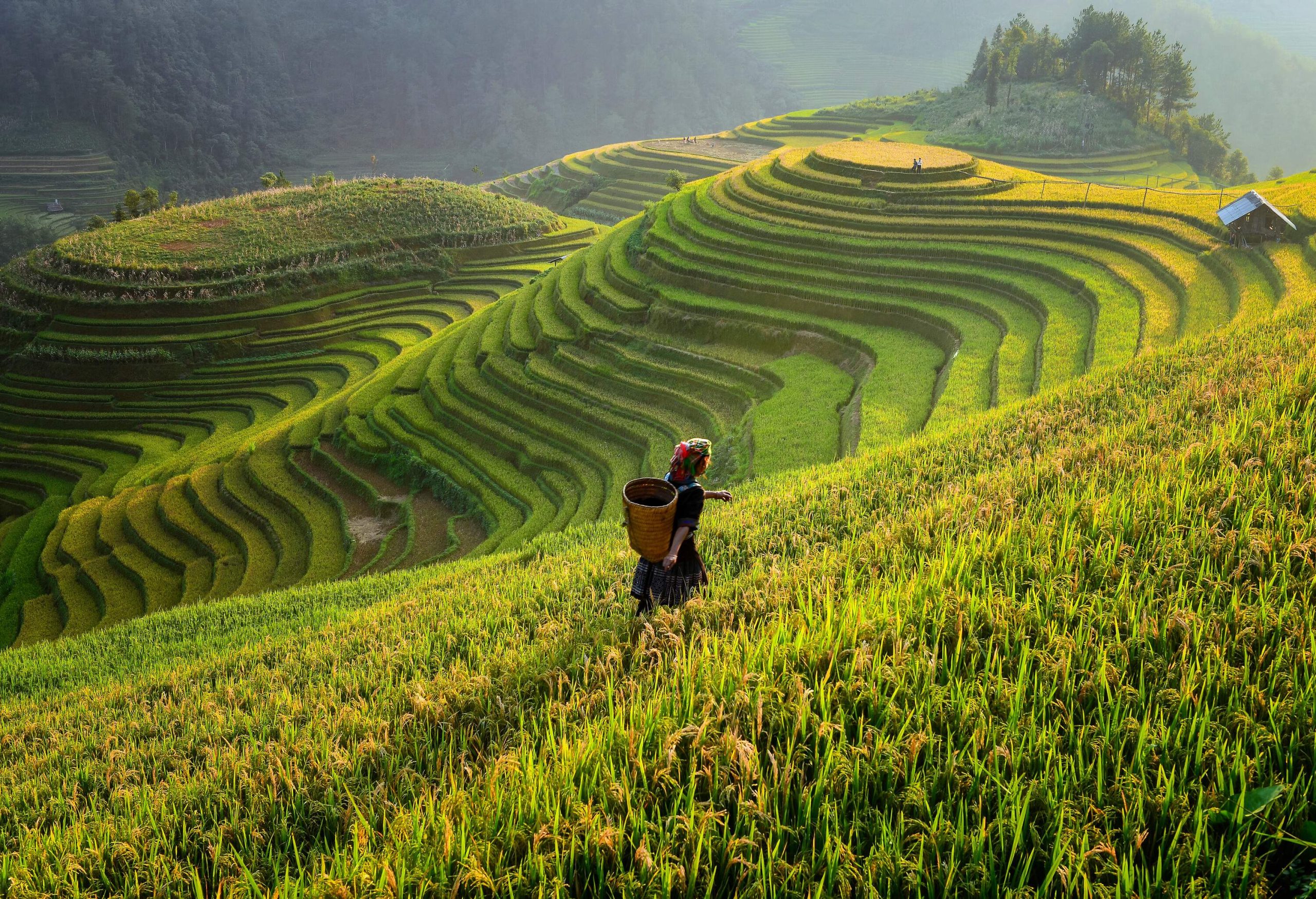 A magnificent terraced rice field stretches across the landscape, with a diligent farmer ascending the mountain in the foreground.