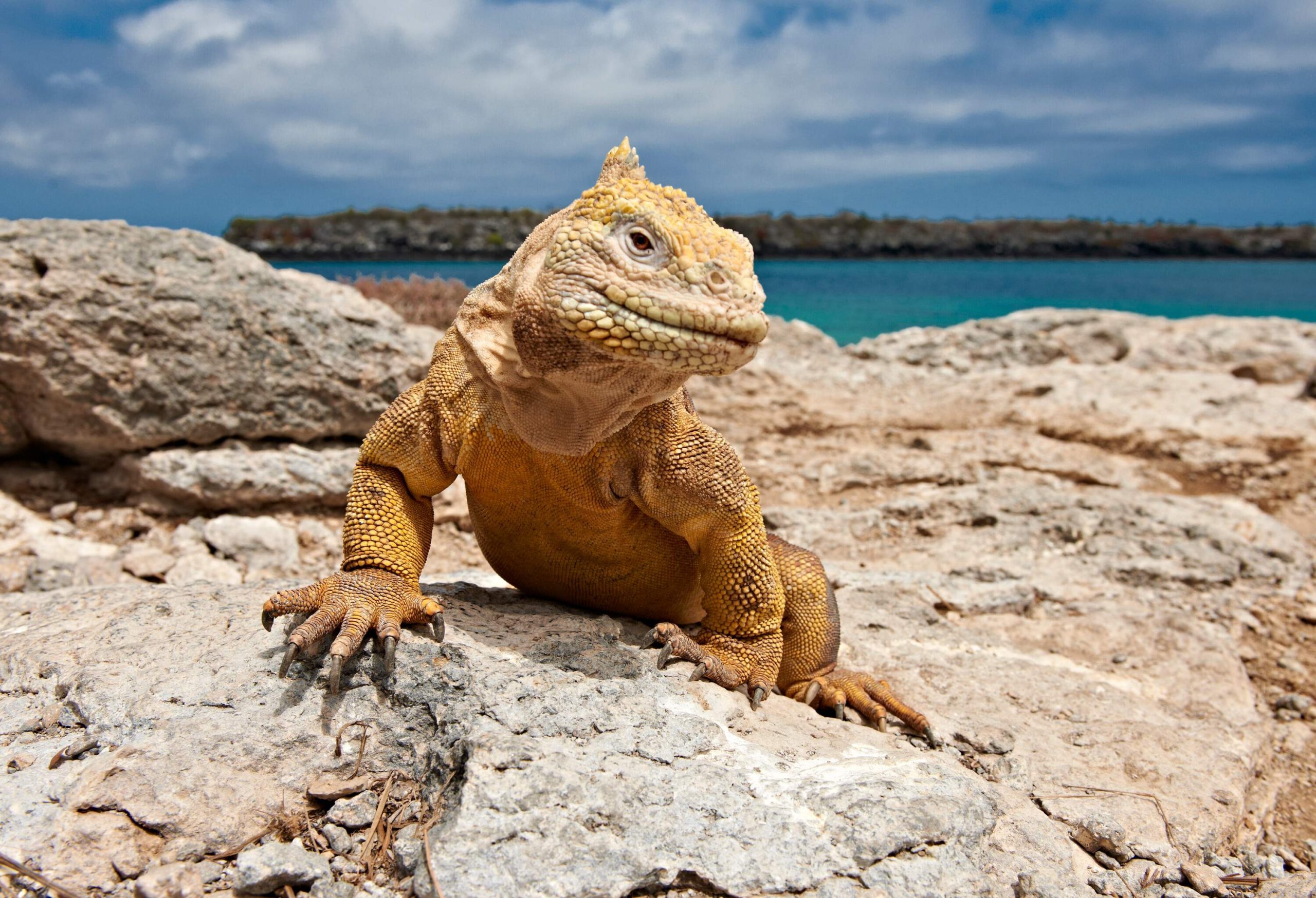 A bright green and scaly iguana crawls on coastal rocks.