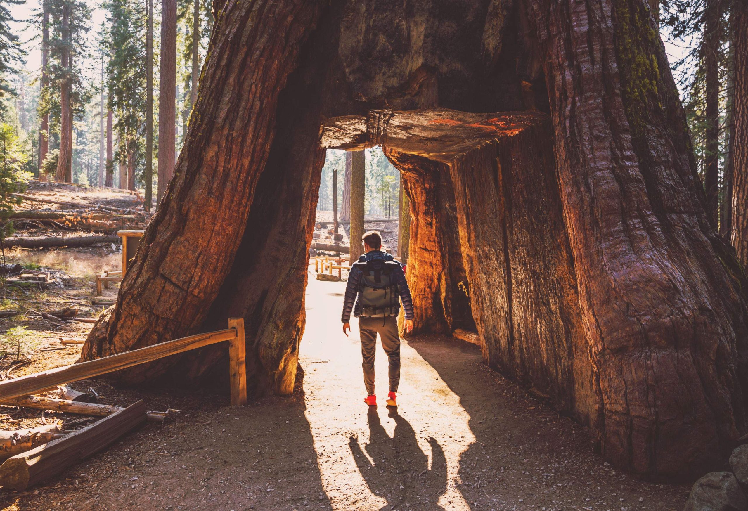 A person stands under a hollow passage of a big tree trunk.
