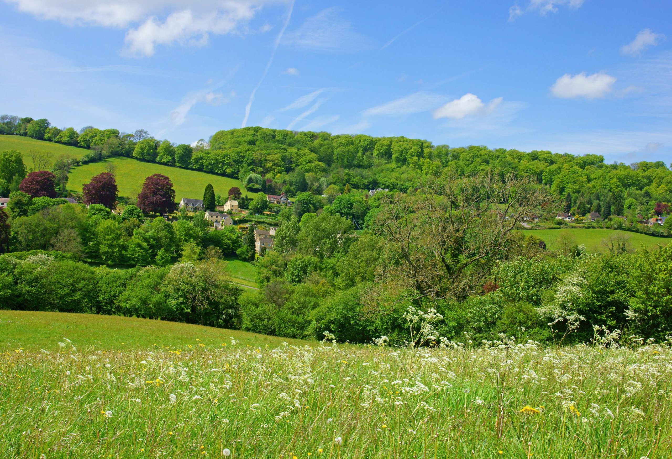 A sloped grassland in front of a forest-covered community.