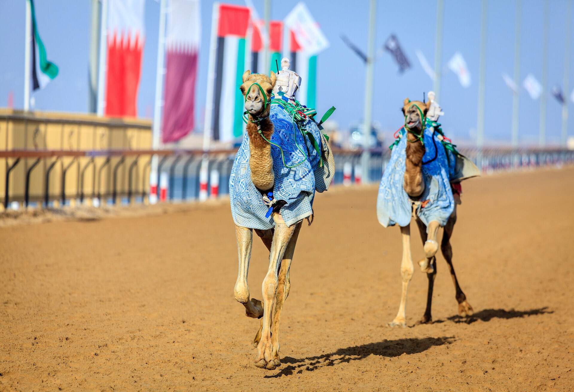 Two camels dressed in blue fabric racing on a race track in Dubai with flags in the background