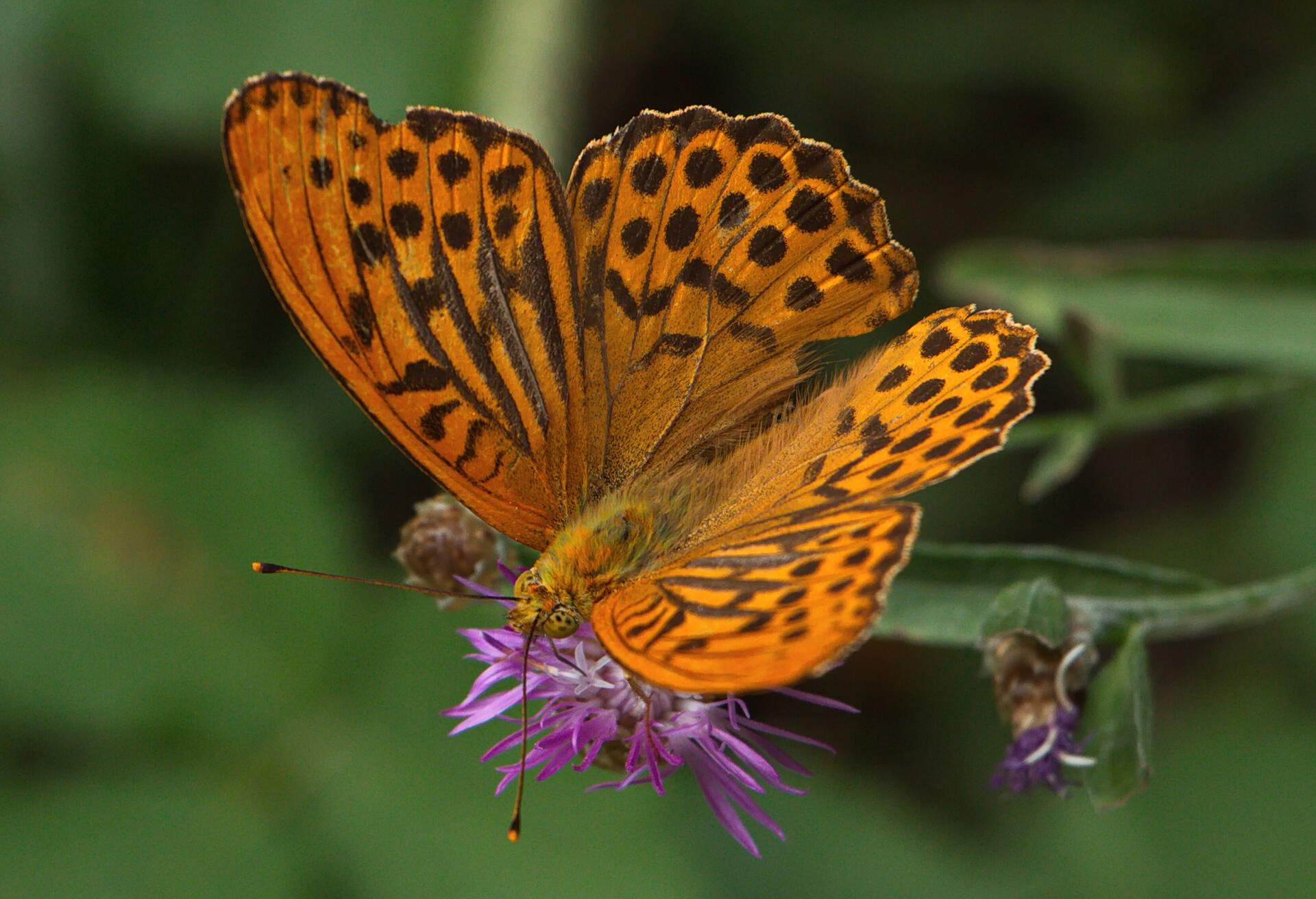 A yellow butterfly with black spots on its wings landing on a flower.
