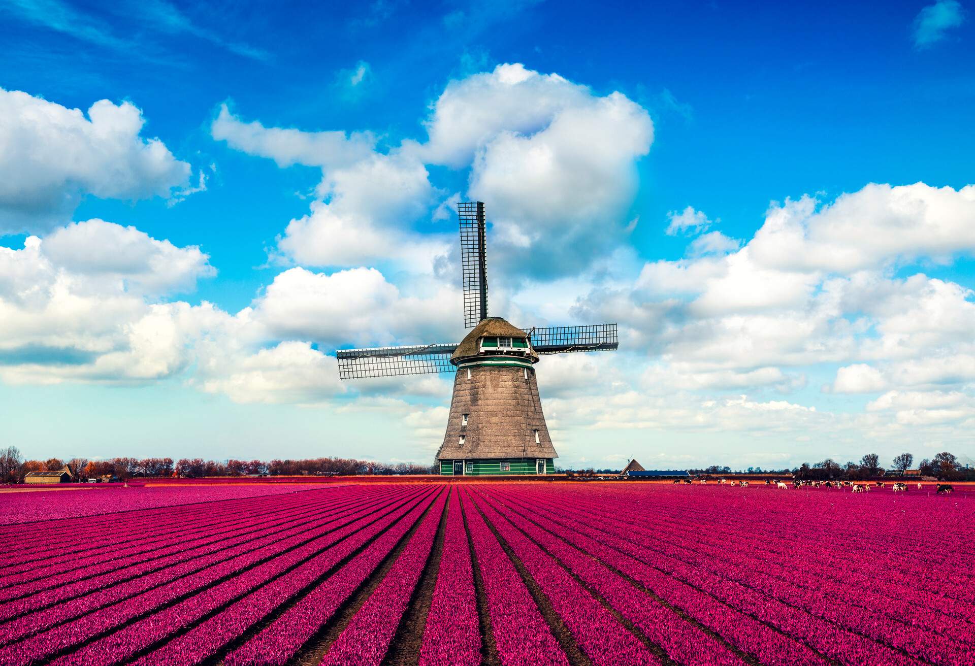 an old windmill in the middle of a pink tulip flower field