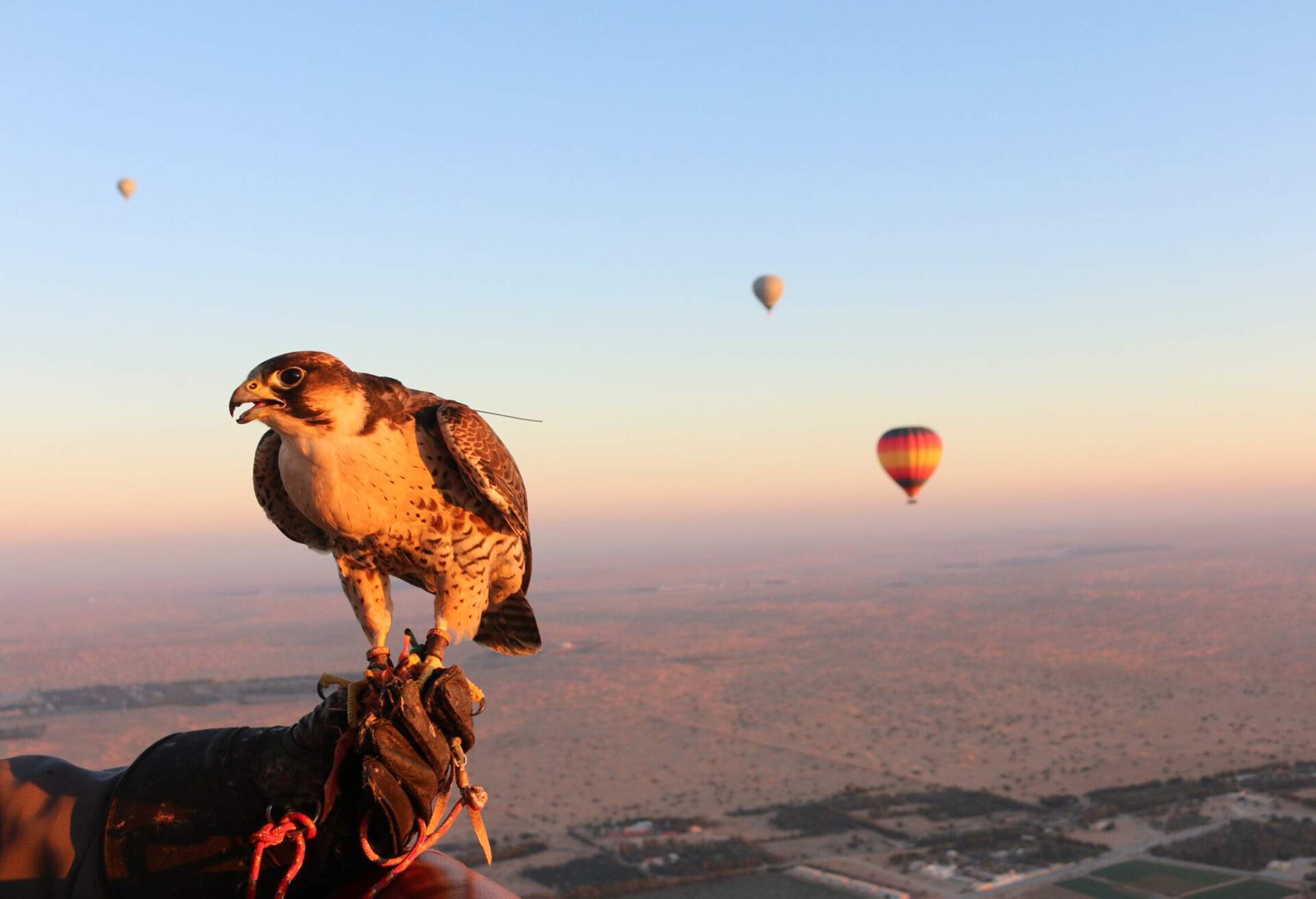 A falcon up in the air with tree hot air balloon in the background in a desert in Dubai