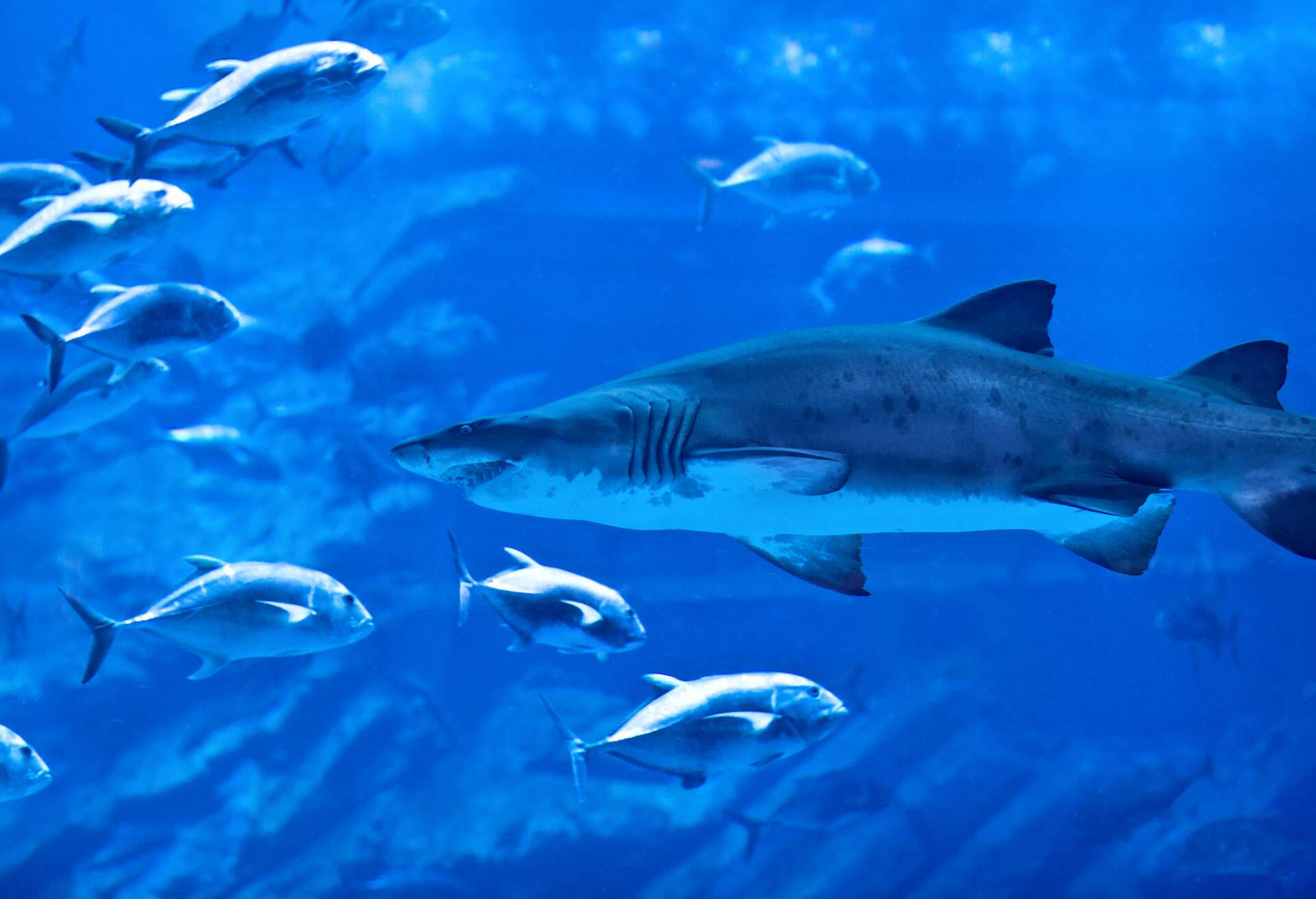 A large aquarium with different types of fish and water mammals.