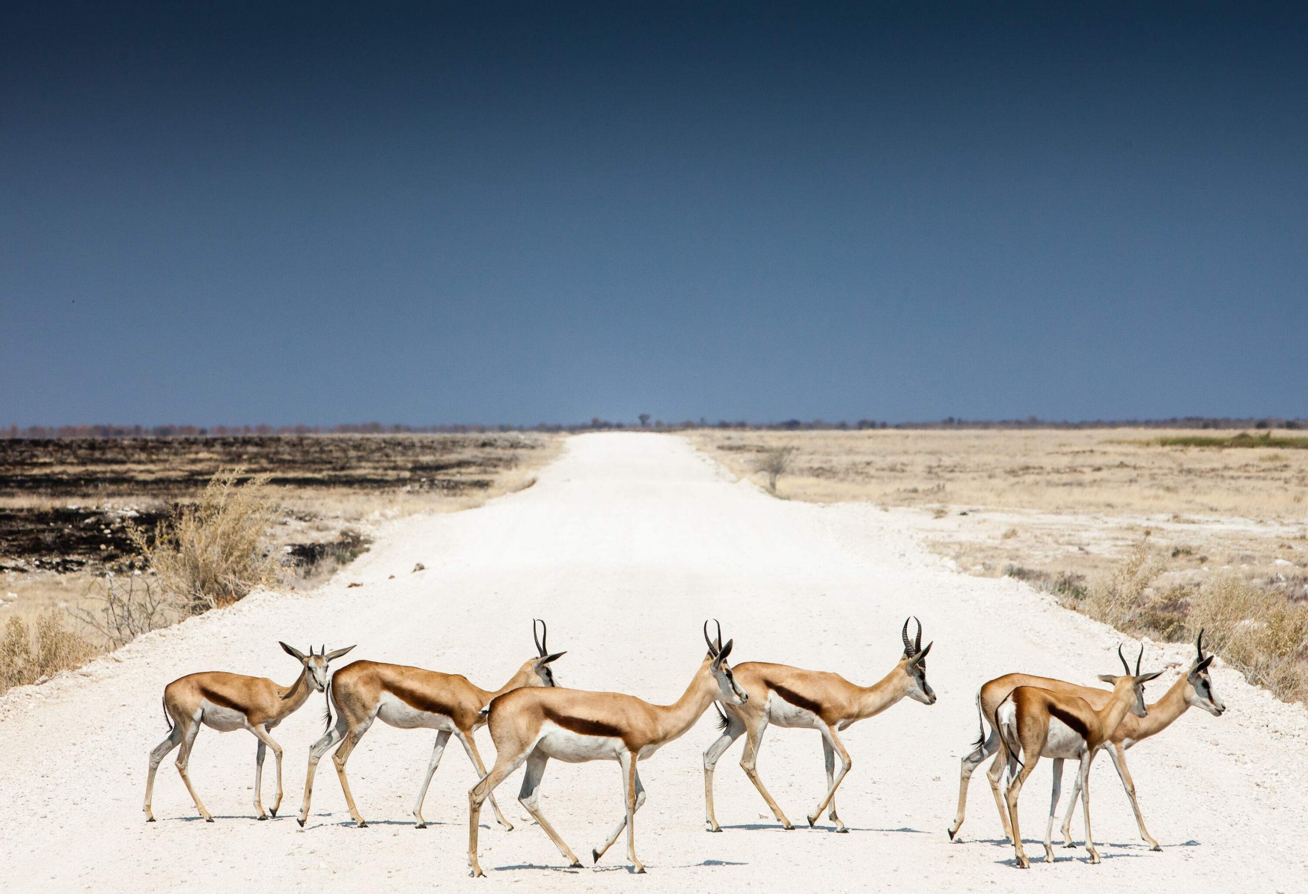 A herd of springboks crosses the long stretch of a dusty road in the middle of a vast dryland.