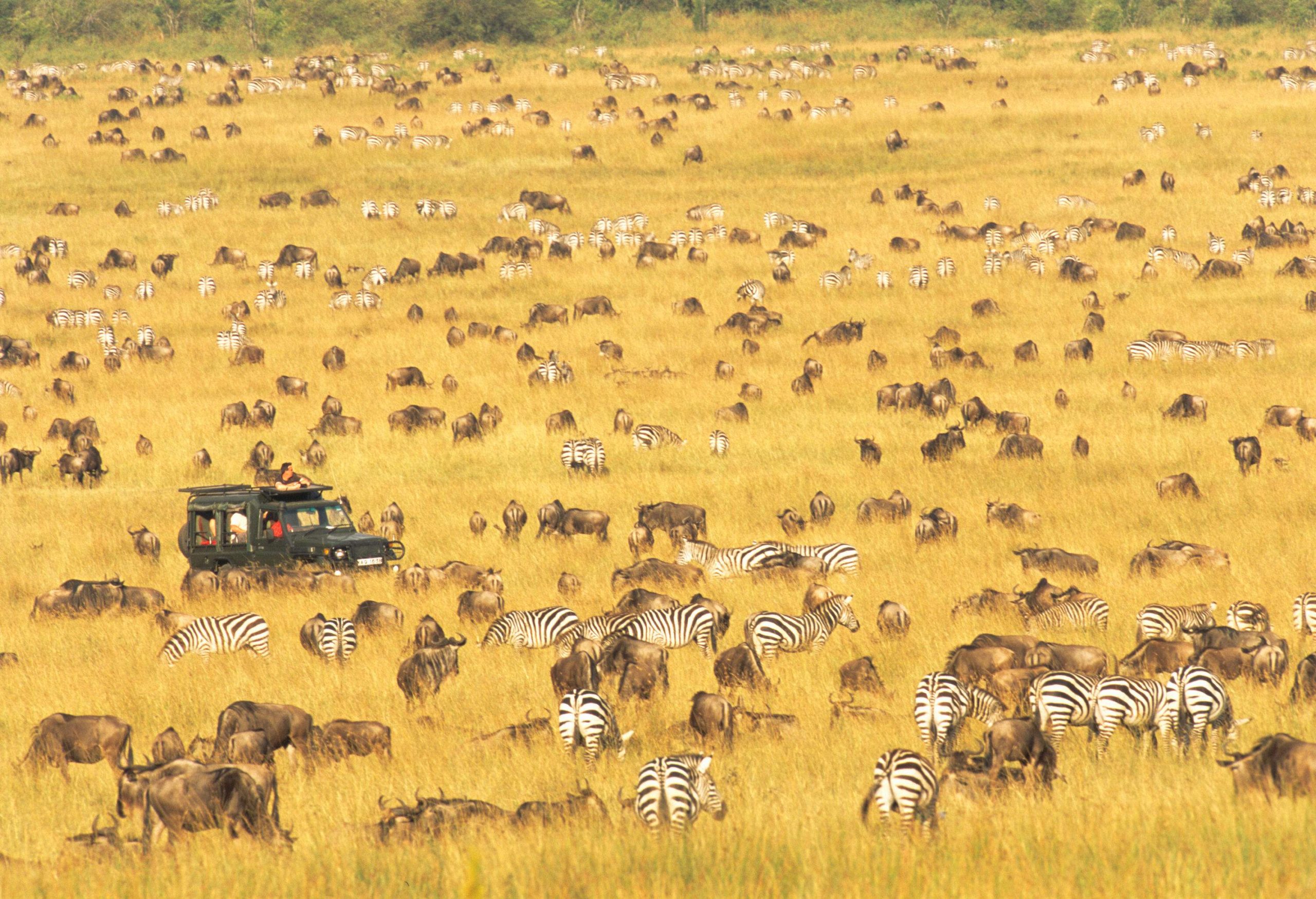 Tourists in a Land Cruiser observe with excitement as wildebeests and zebras roam the vast grasslands, creating a quintessential African safari experience.