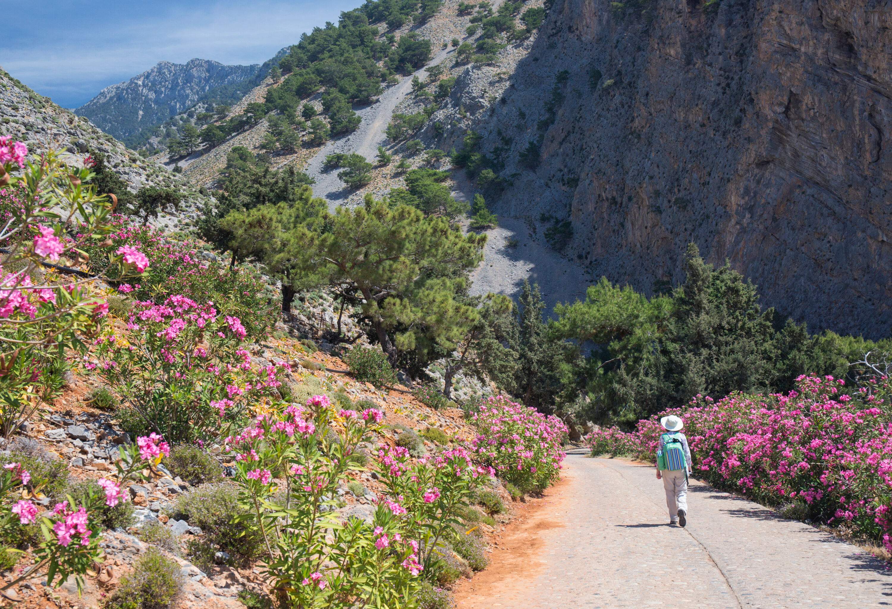 A hiker wearing a hat and carrying a backpack walks on a path at the mouth of the Samaria Gorge, with vibrant oleander flowers in bloom along the trail.