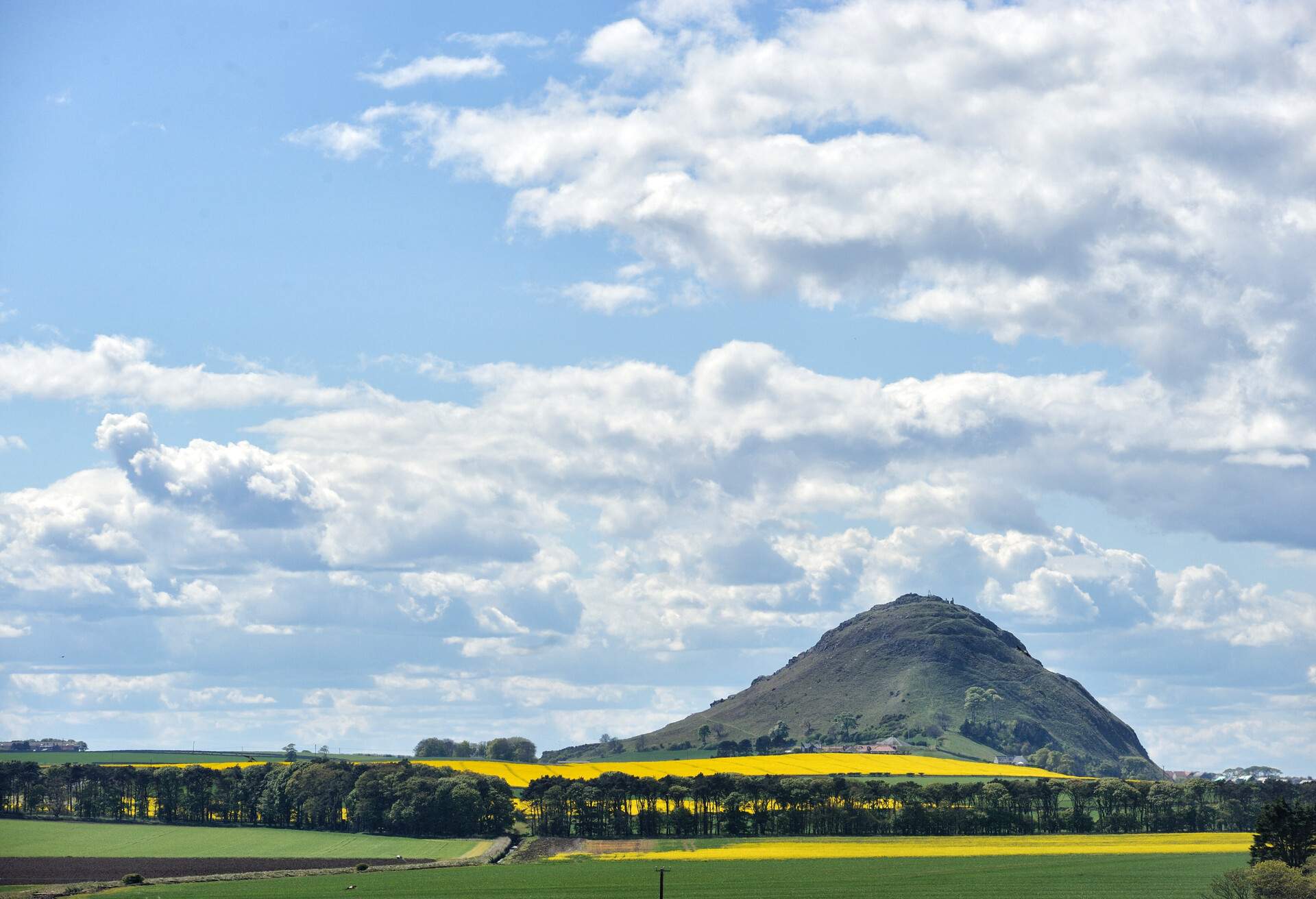 A mountain overlooks a field of lush trees and a wide farmland of bright yellow flowering plant.