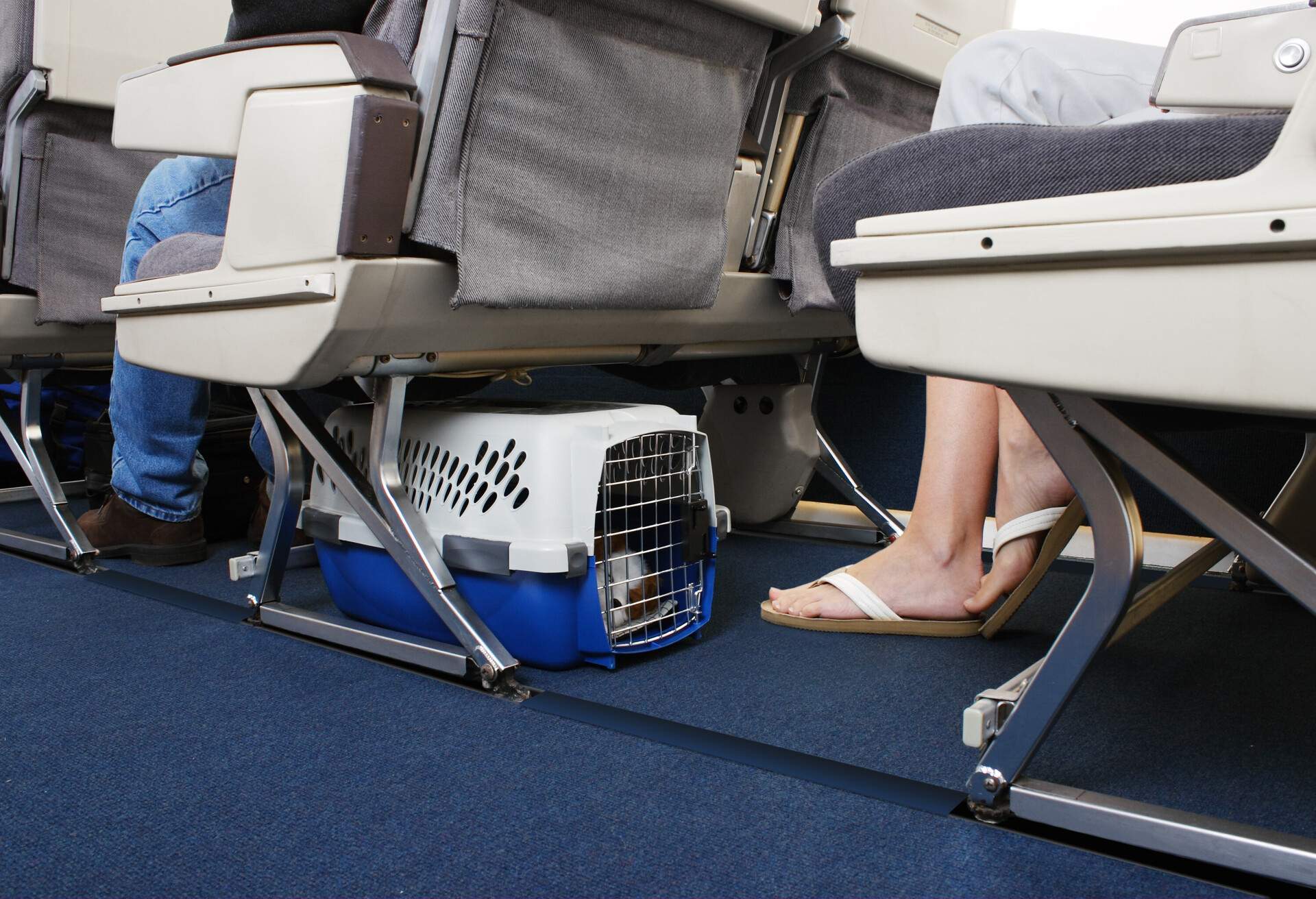 Pet on a plane