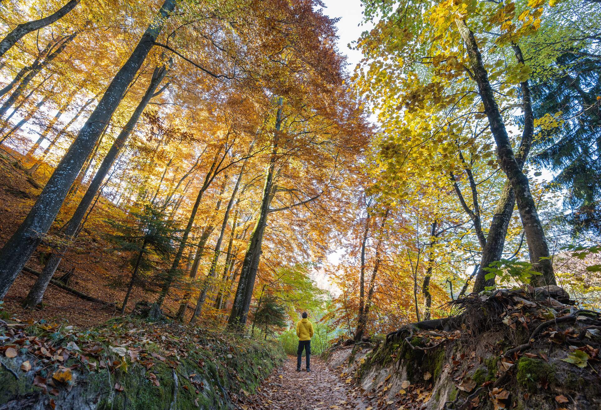 Man wearing a yellow jacket stand on a path covered with fallen leaves under the colourful autumnal trees.