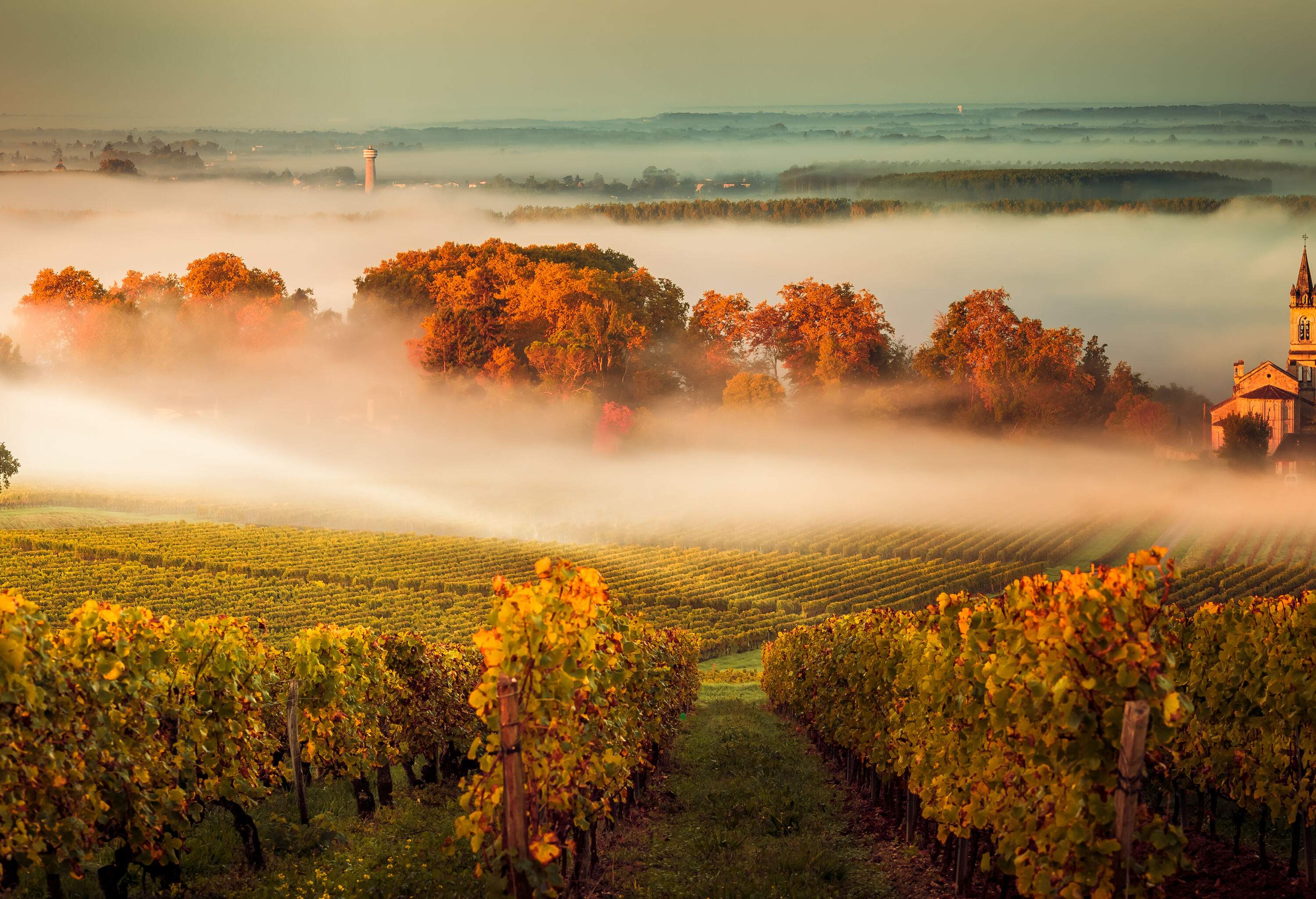 A vineyard shrouded by a veil of fog at dusk.
