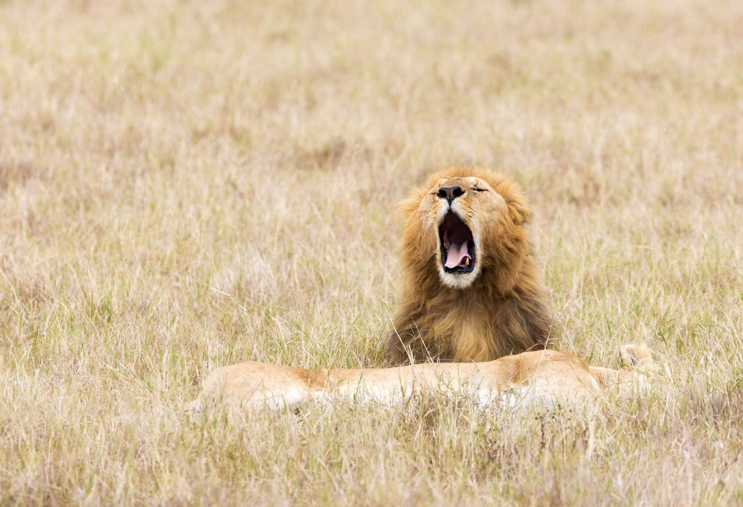 A young male lion yawns beside a sleeping lioness in dry grassland.