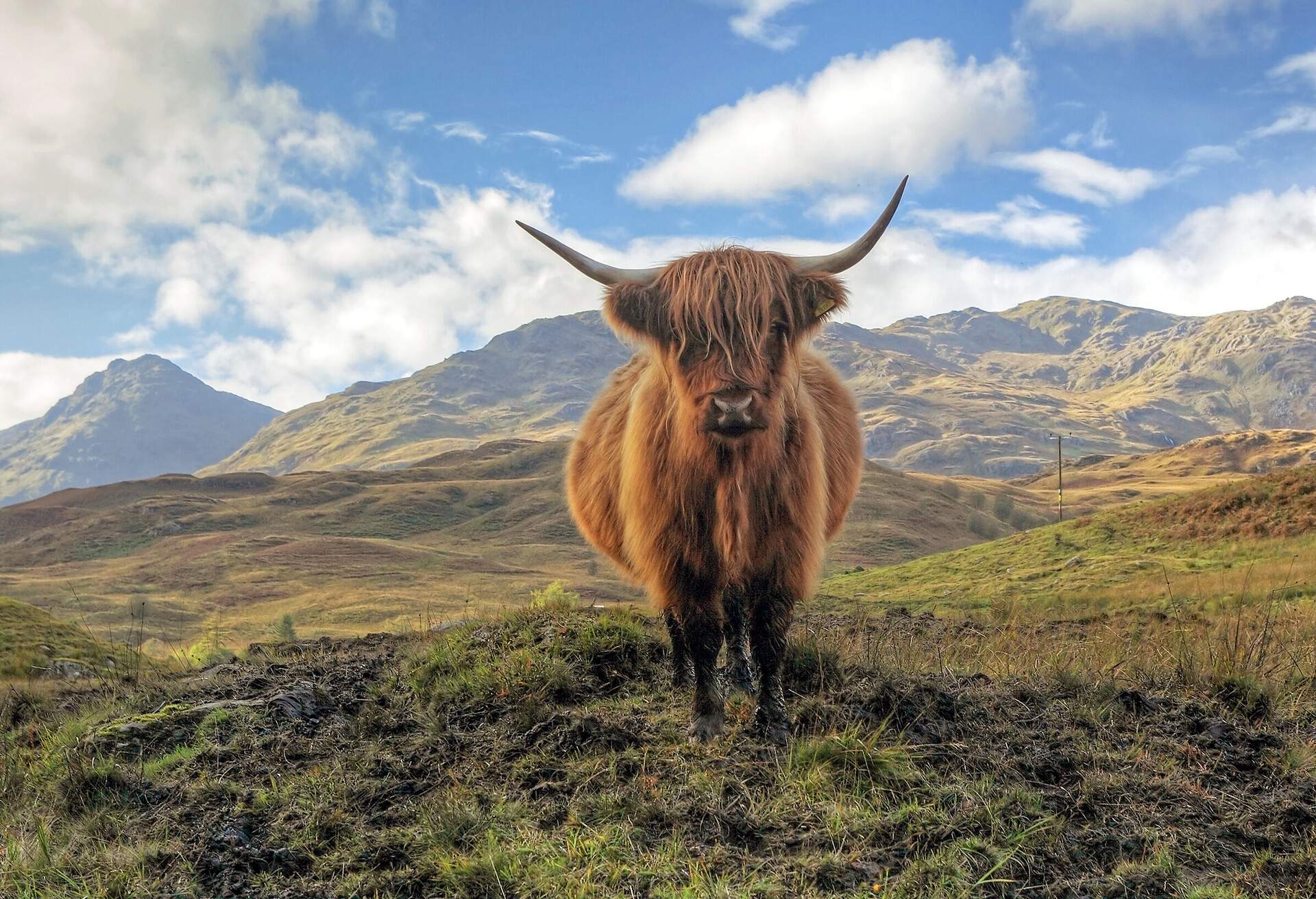 A highland cow on a rugged grassy hill with a view of steep rocky mountains.