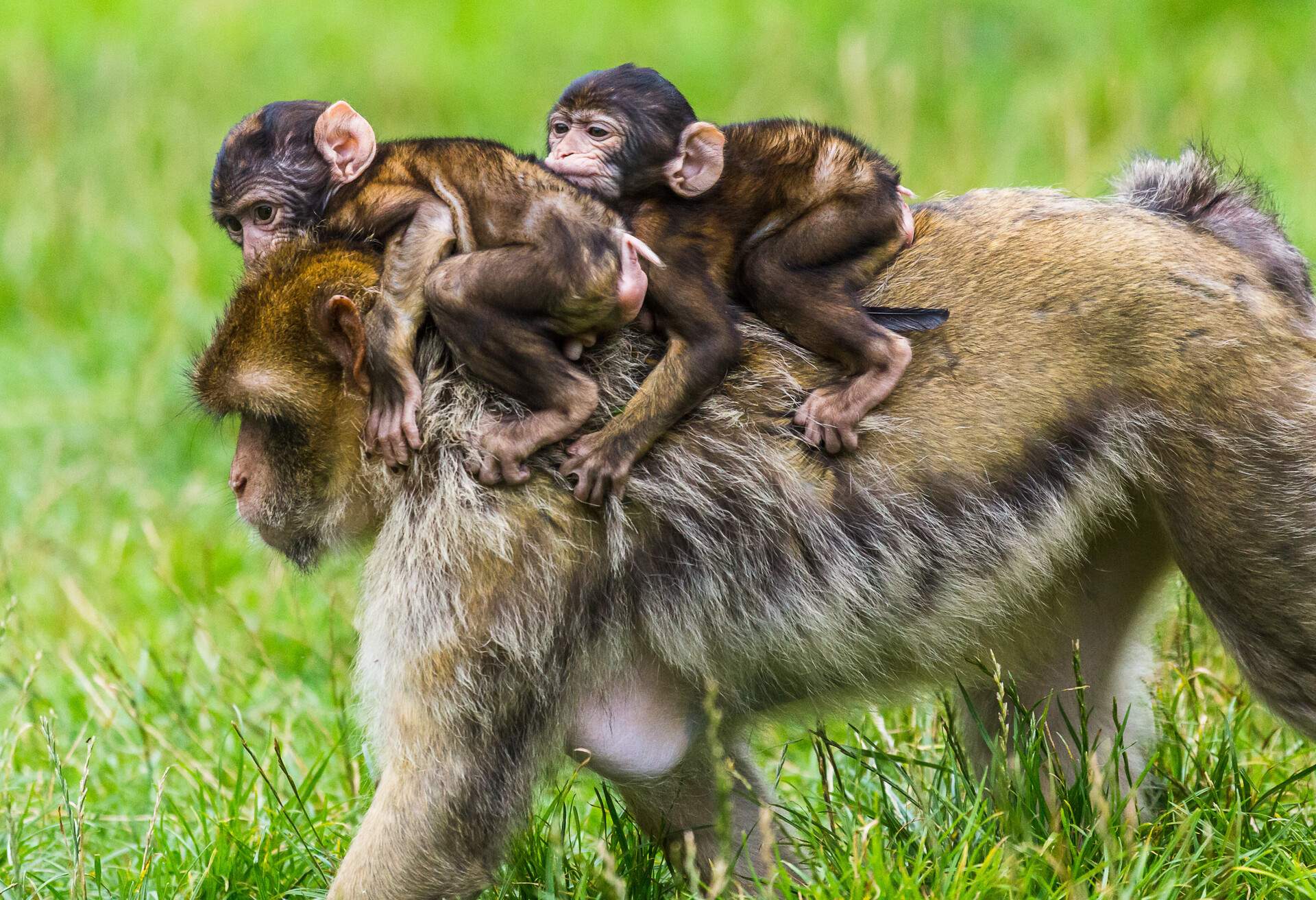 A female Barbary macaque walks on all fours as it carefully moves two babies on the forest floor during the summer of 2017.