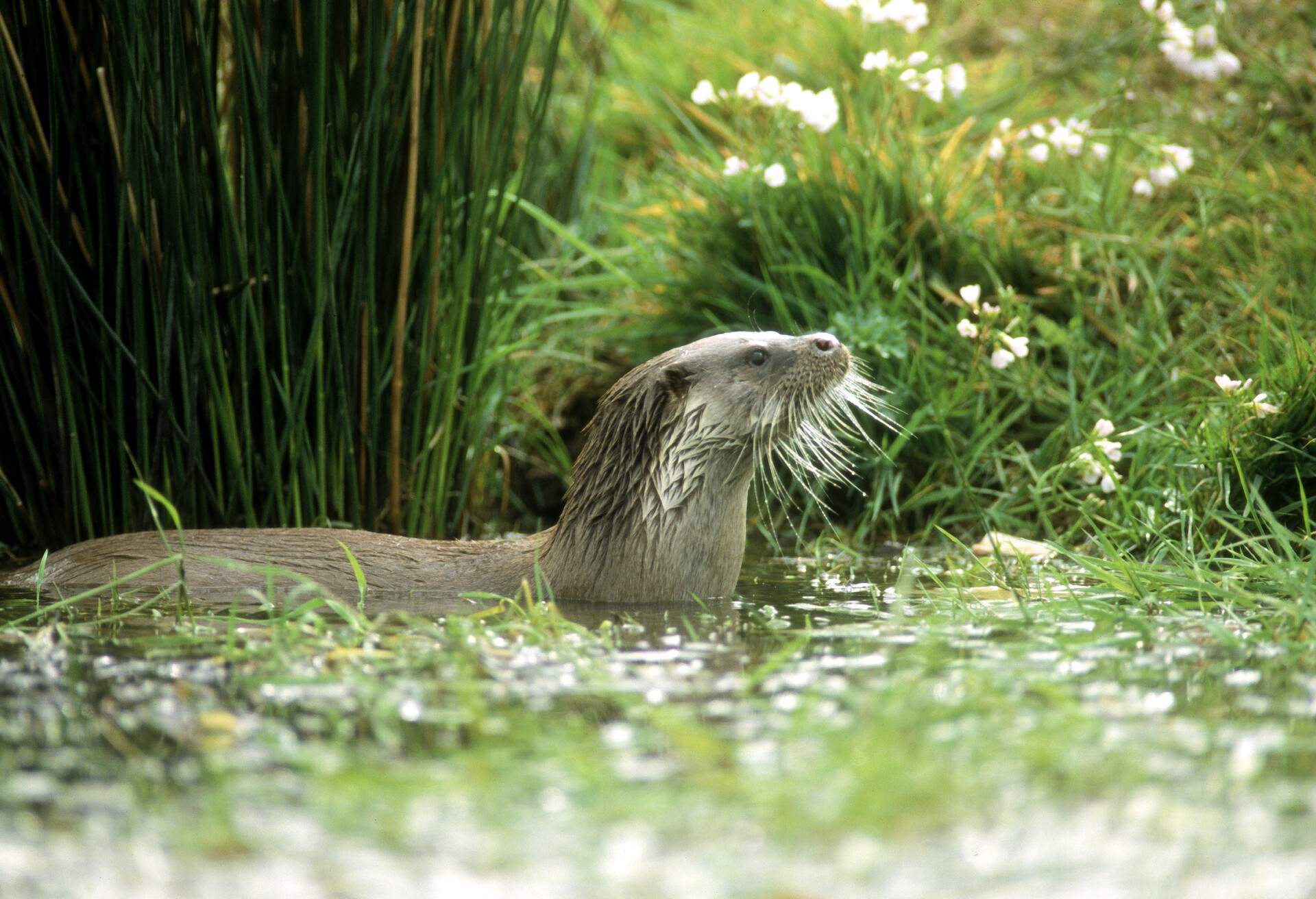 A lone otter submerged in waters surrounded by grass.