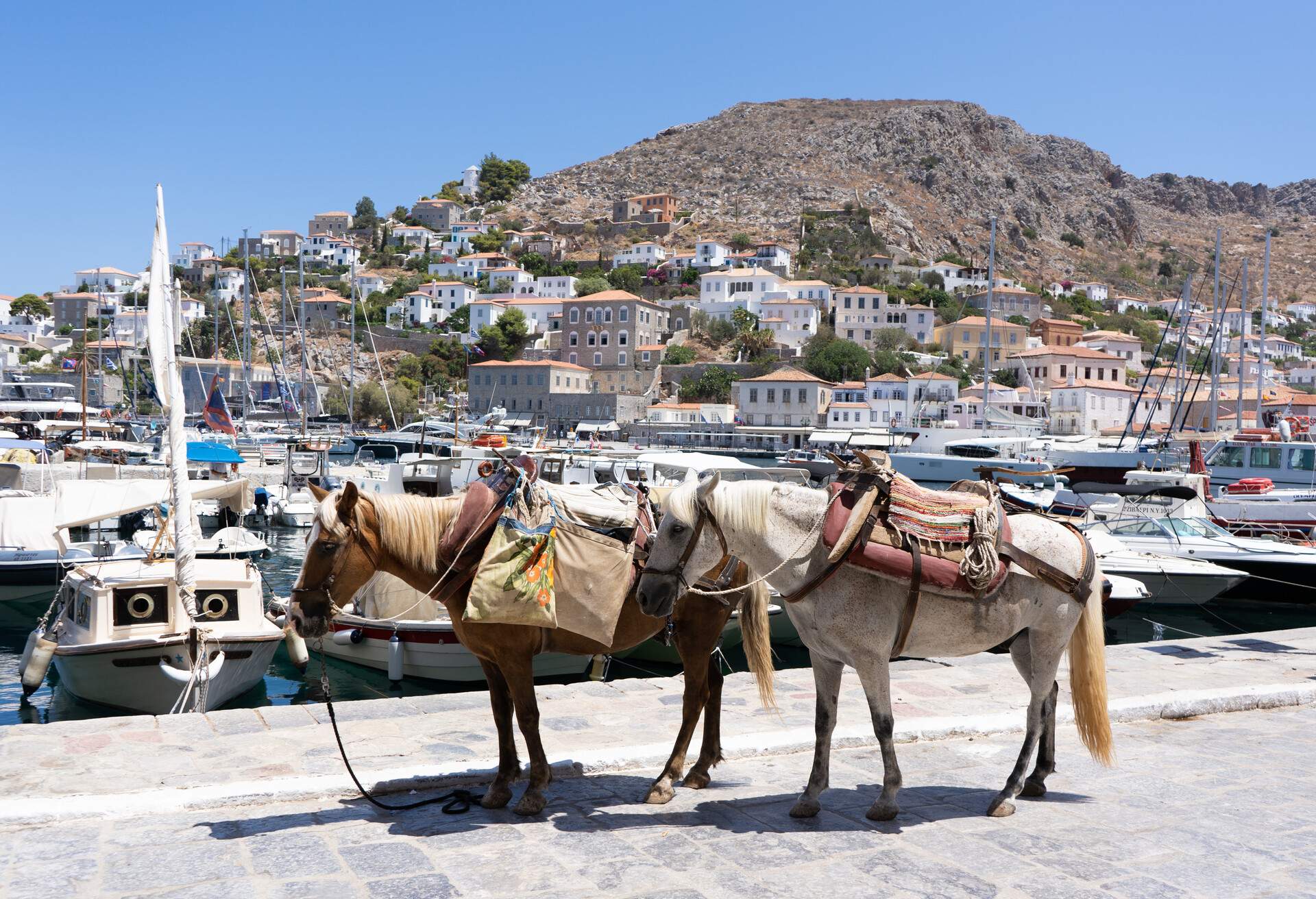 Donkeys in the Greek port of the island of Hydra.