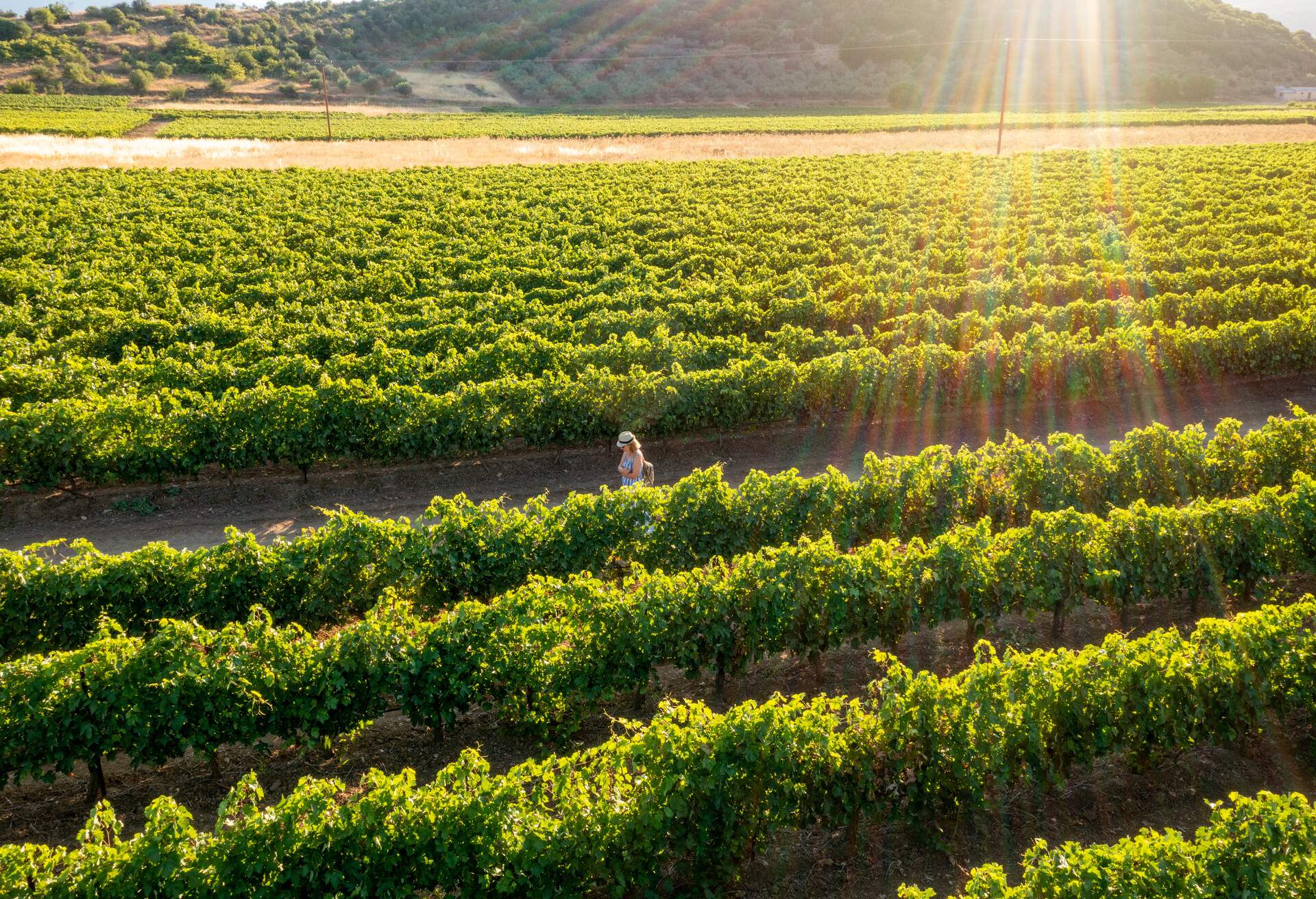 This is a drone photo of woman walking among vineyards in wine producing area of Nemea, Greece.
