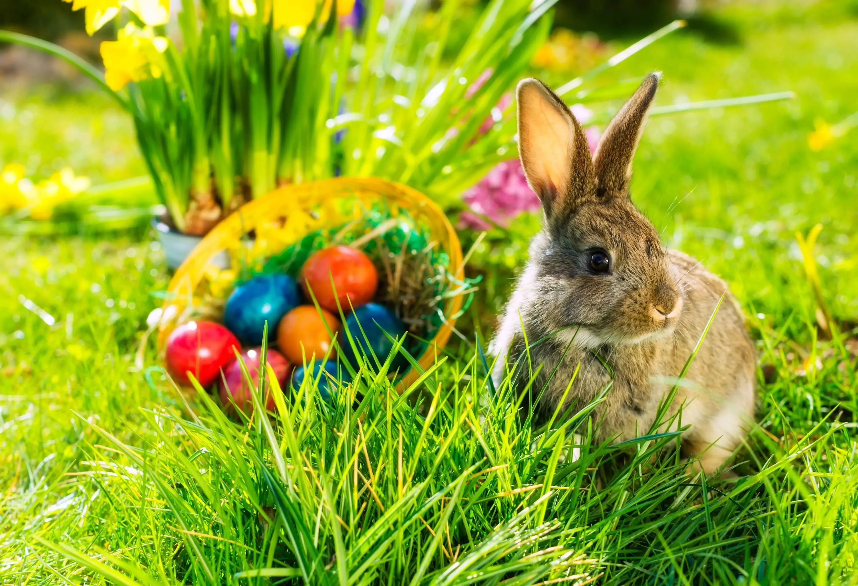 A brown rabbit rests beside a basket of colourful eggs in a grass lawn.