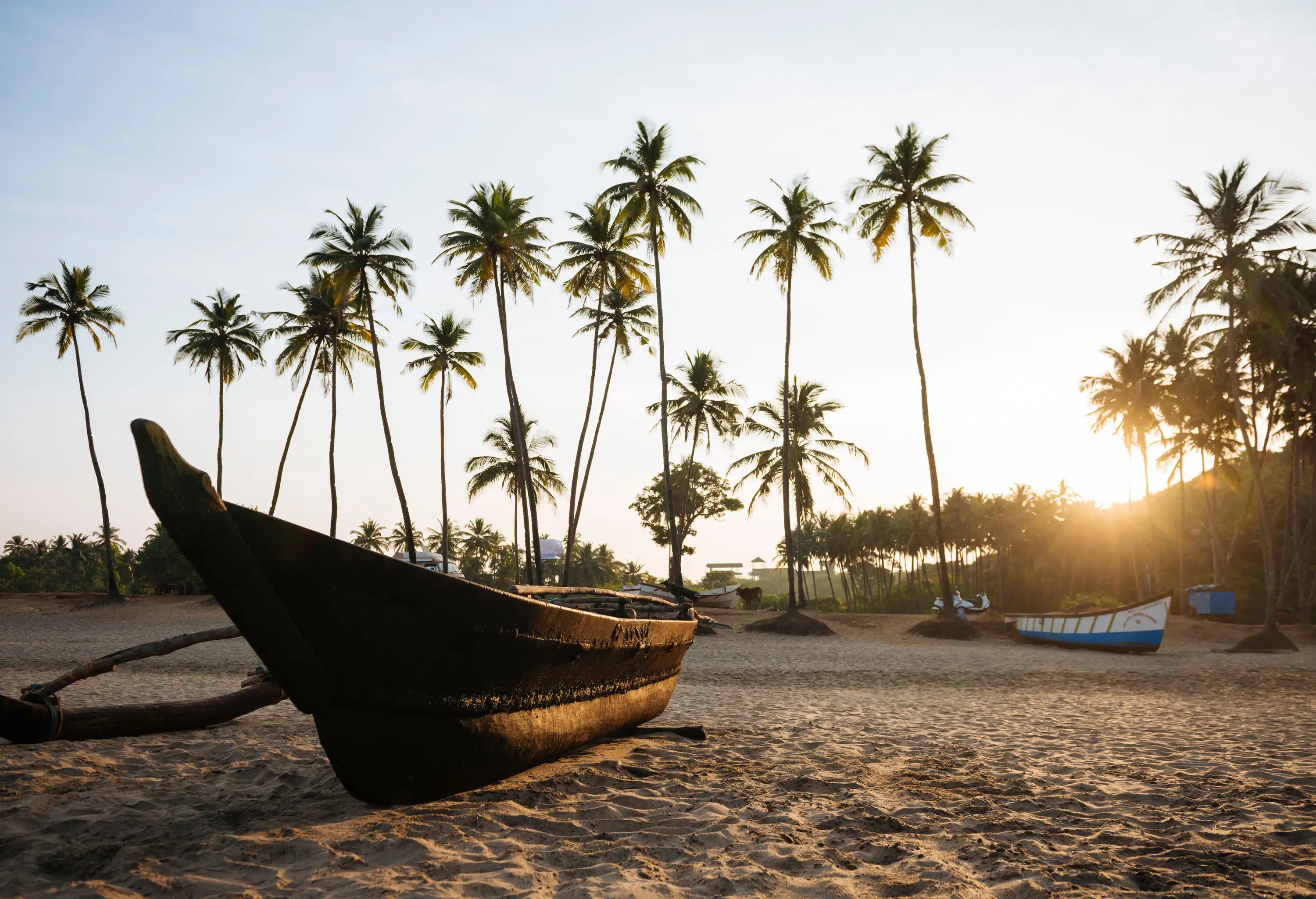 Wooden boats on the fine sand under the lined palm trees.
