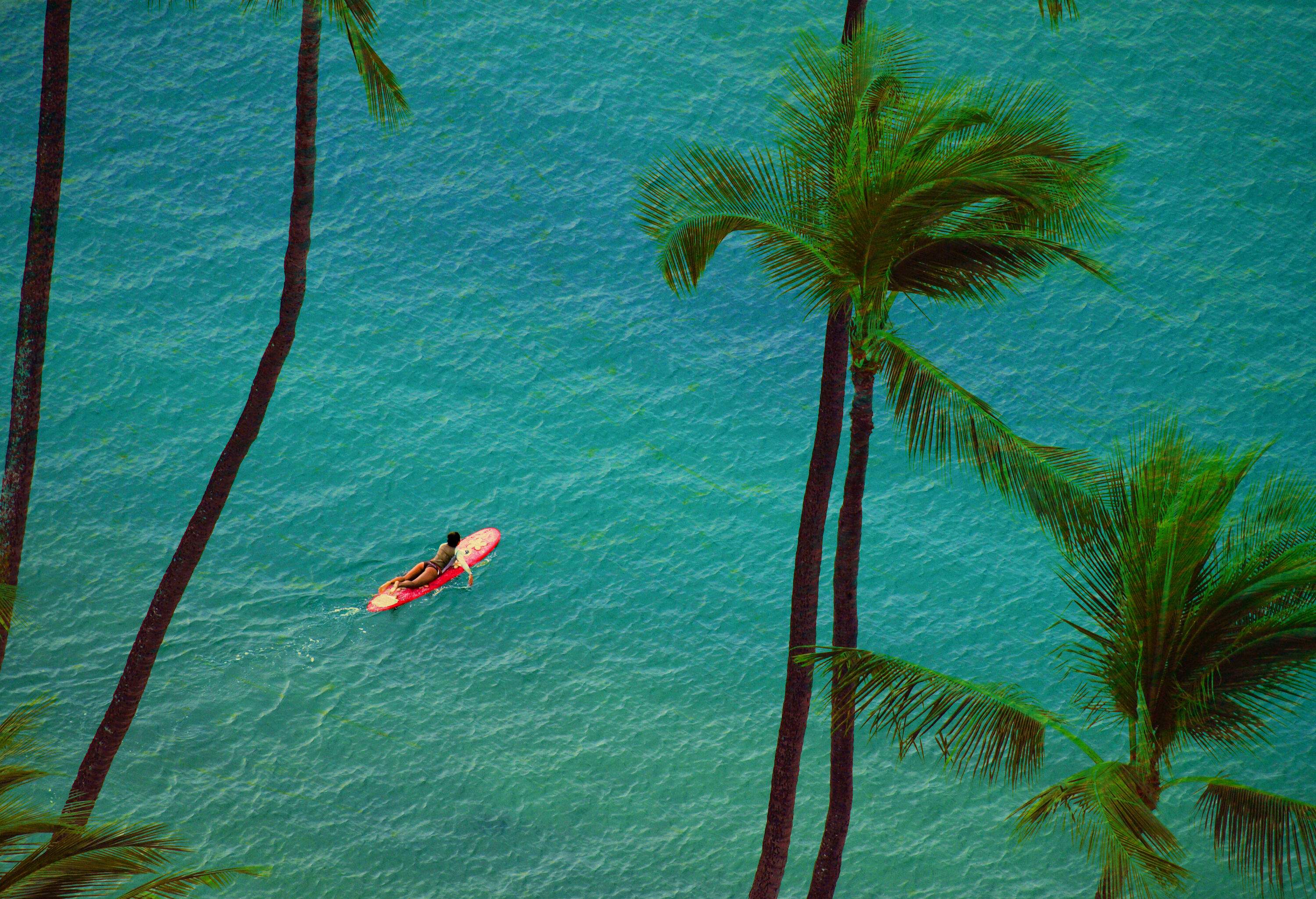 A grove of palm trees against the backdrop of a woman paddling across a turquoise ocean with a surfboard.