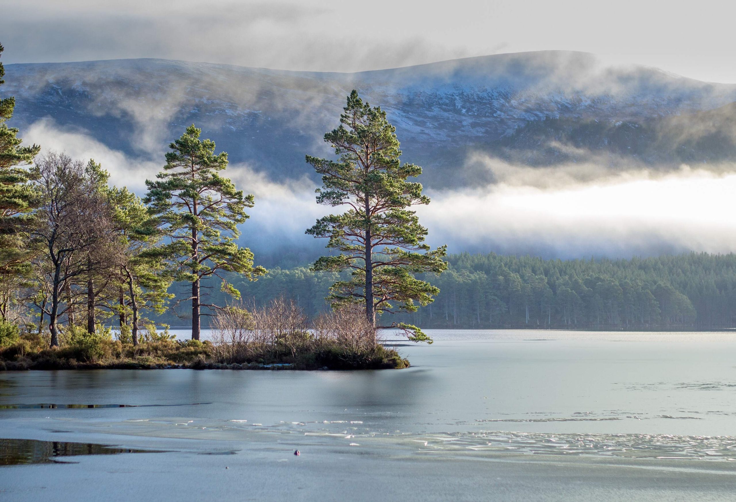 Trees at the centre of an icy lake with views of a misty forest at the base of a mountain.