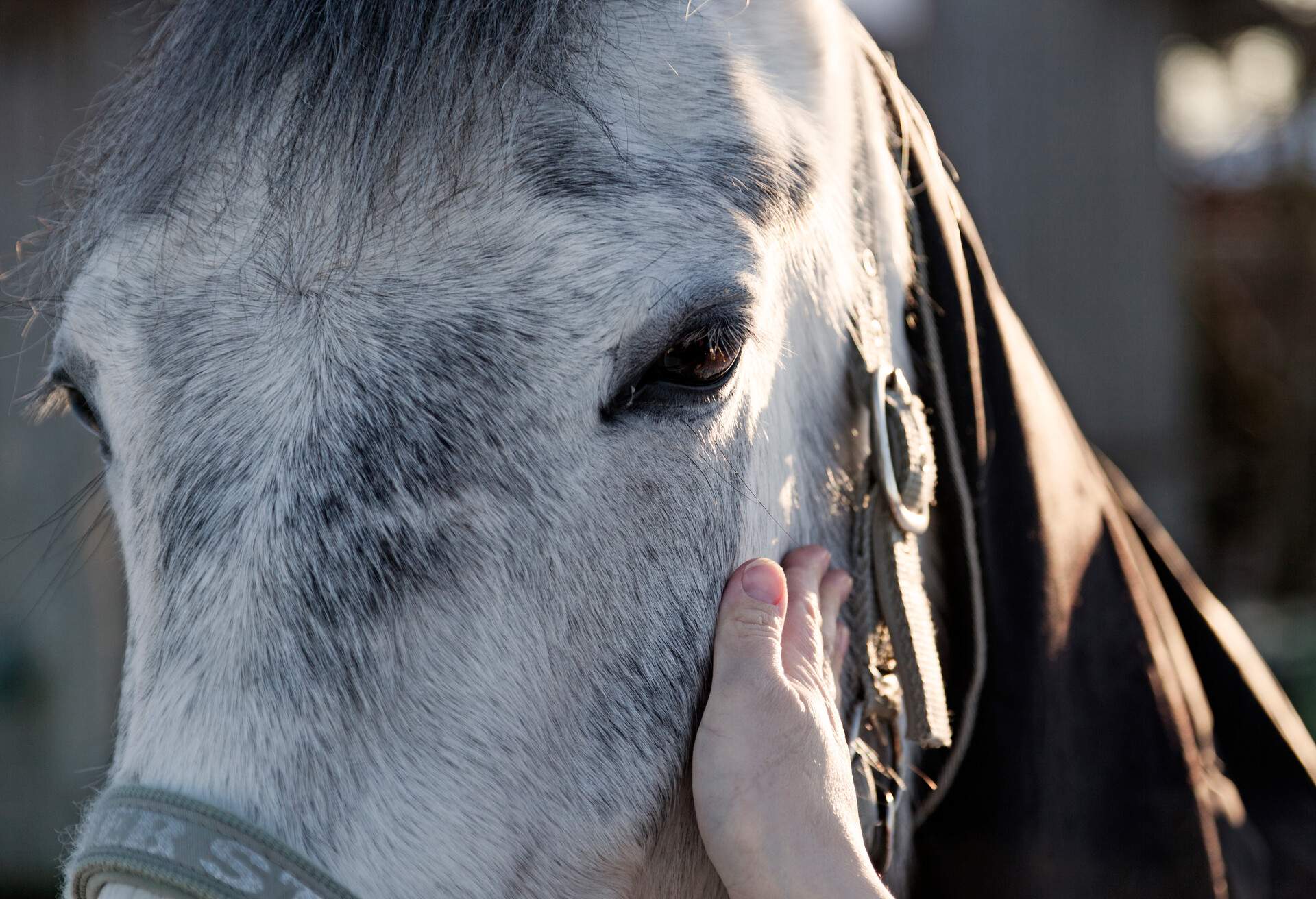 A person's hand pats a horse standing in a pasture, Sweden.