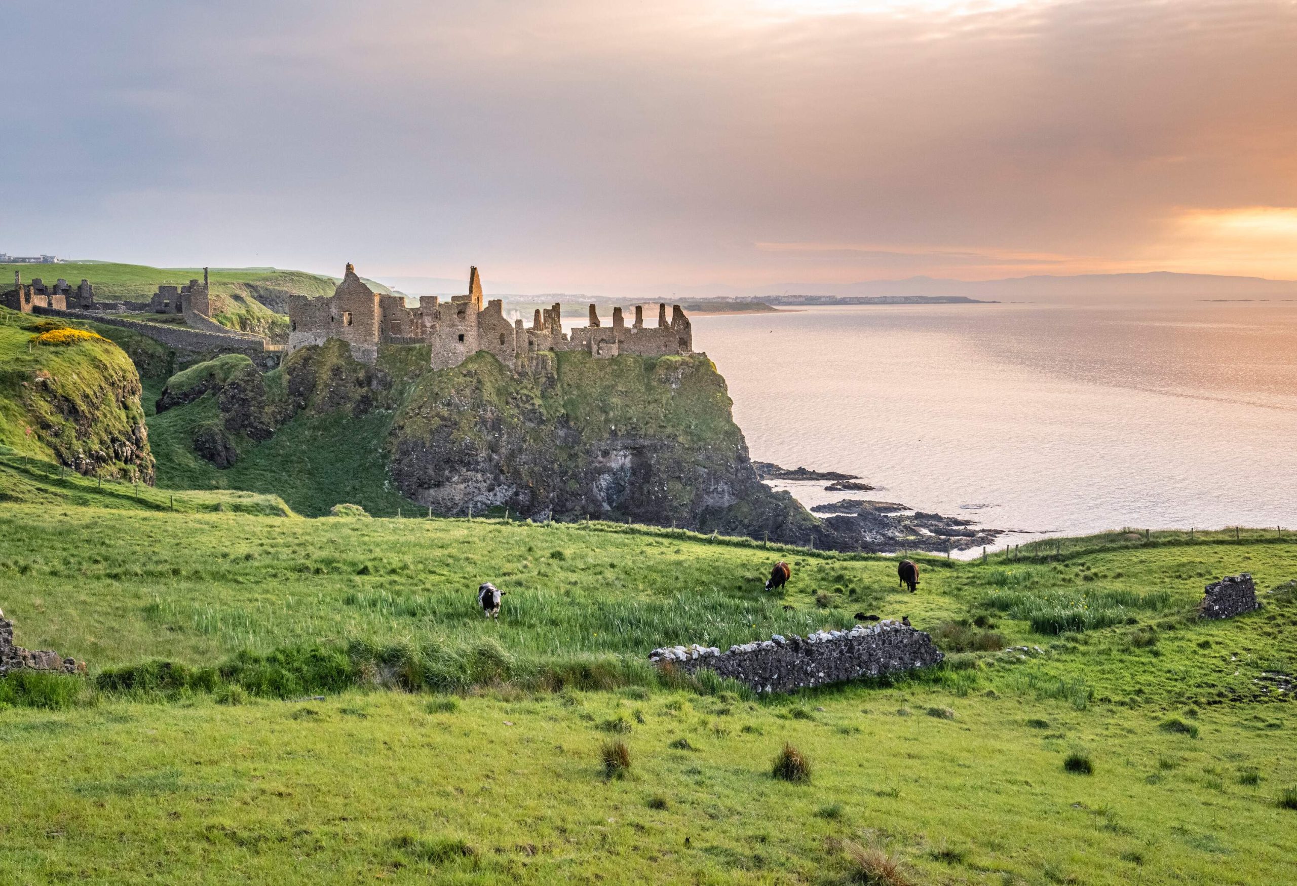 A ruined castle perched on a coastal cliff overlooking a vast ocean as seen from a greenfield with grazing cows.