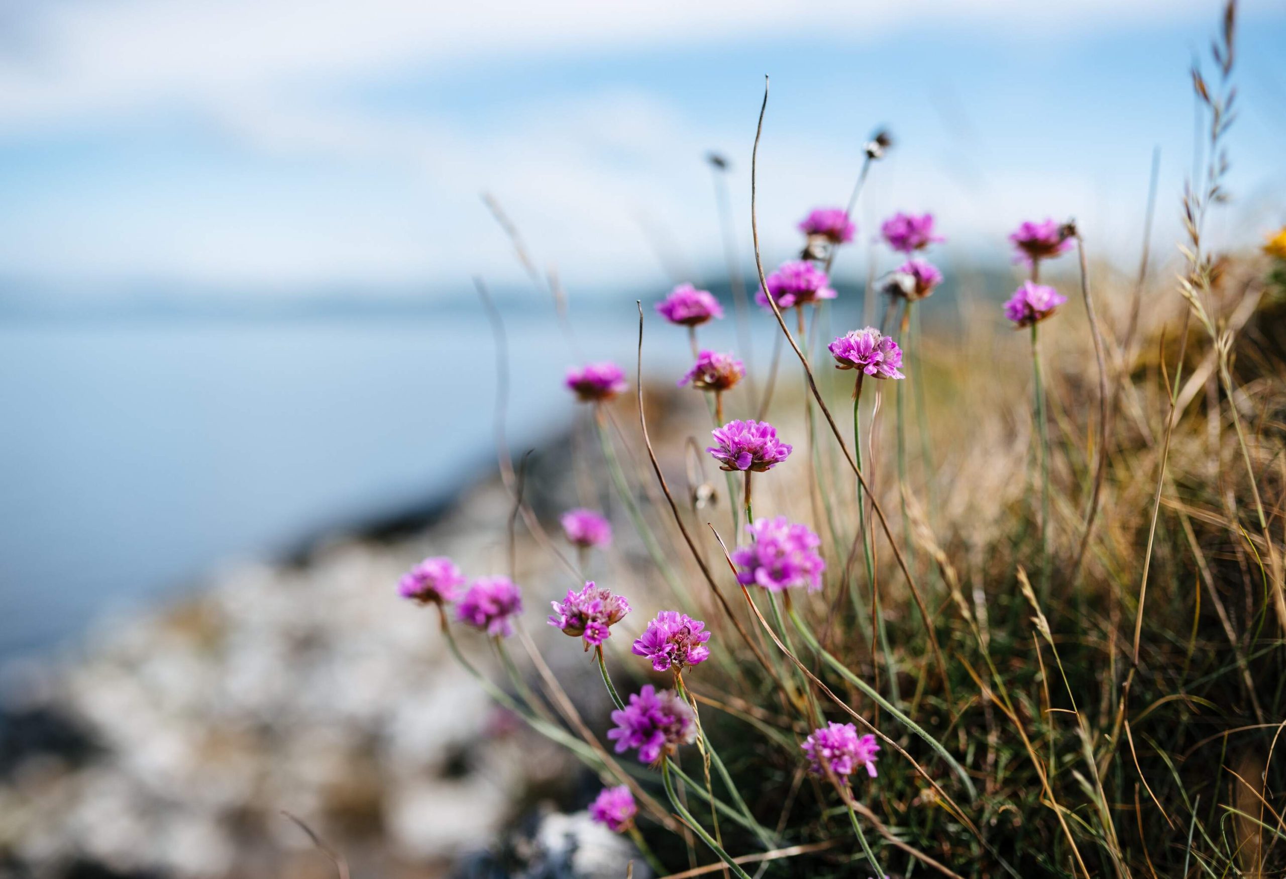 A few flowers in front of the ardmucknish bay around Oban.