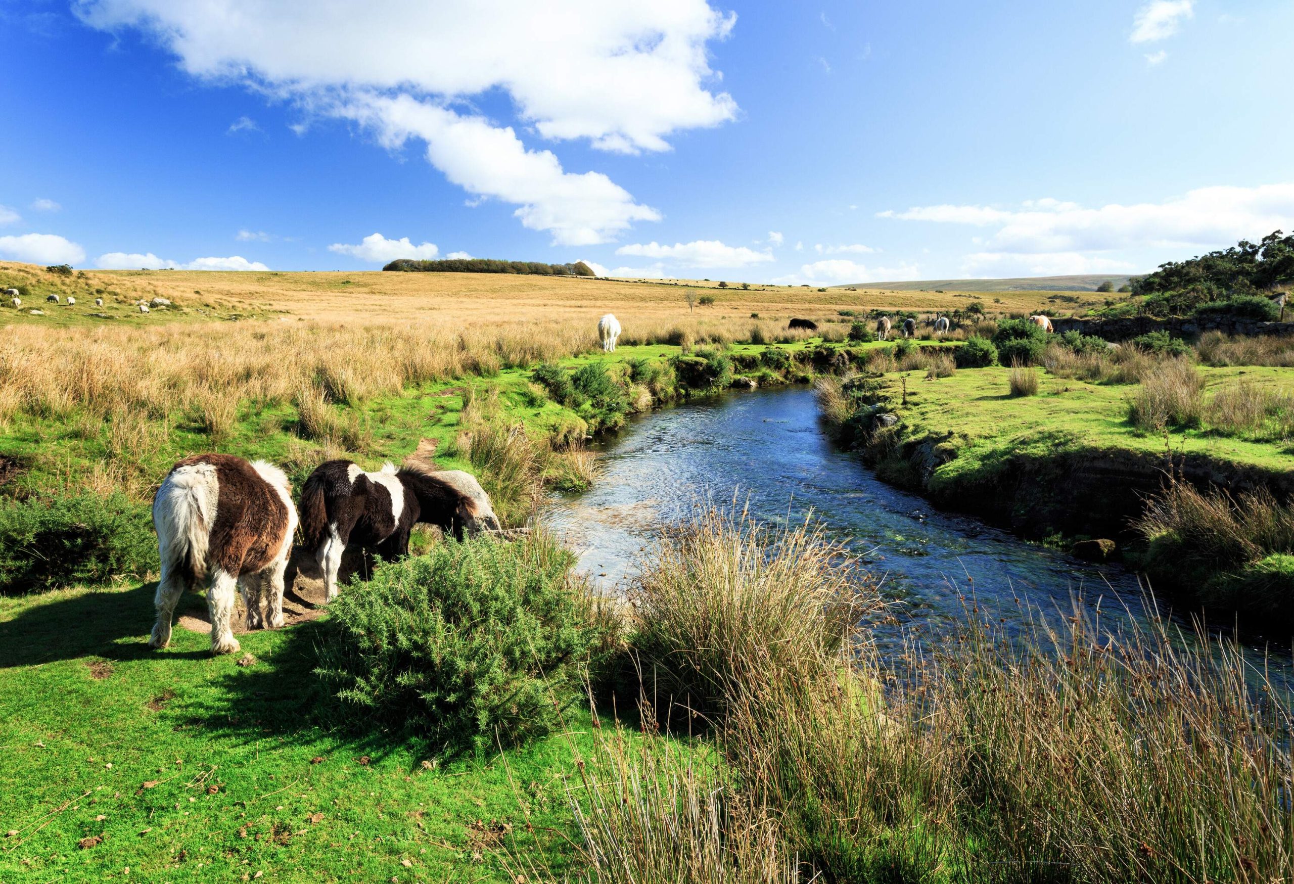 Several animals in a vast grassy moorland with a river running through.