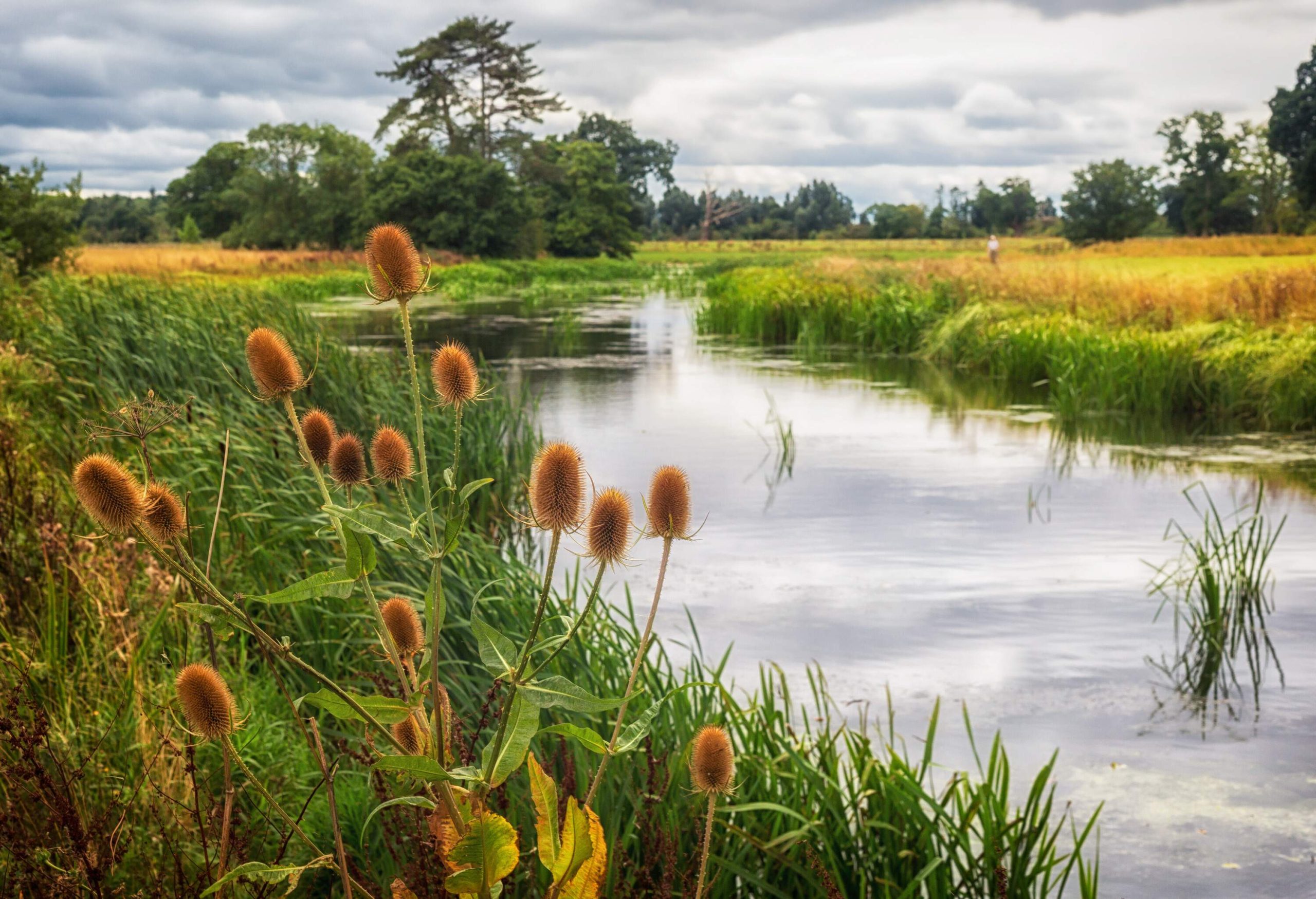A field of teasel plants surrounds a small lake.