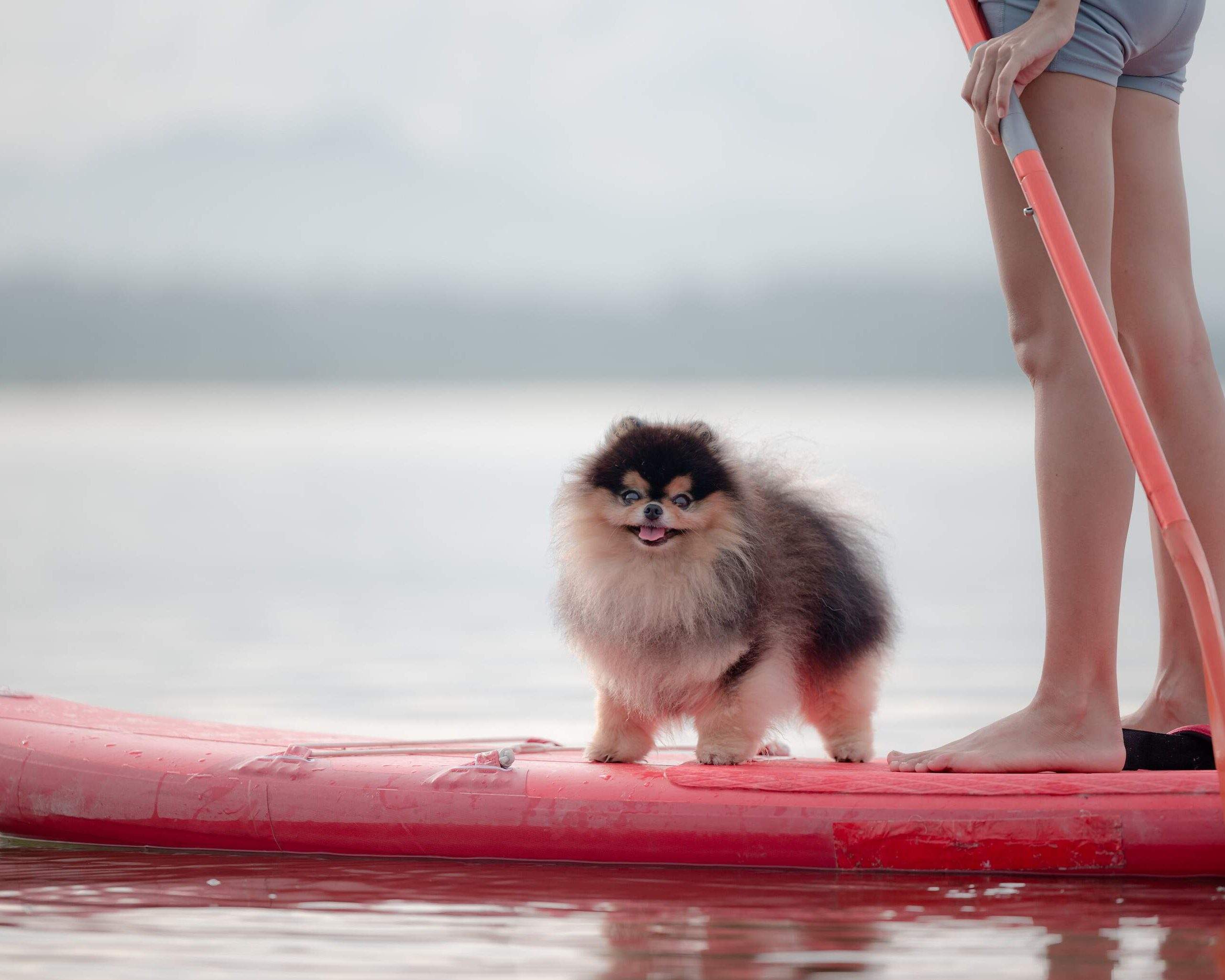 These are the 16 best petfriendly hotels KAYAK