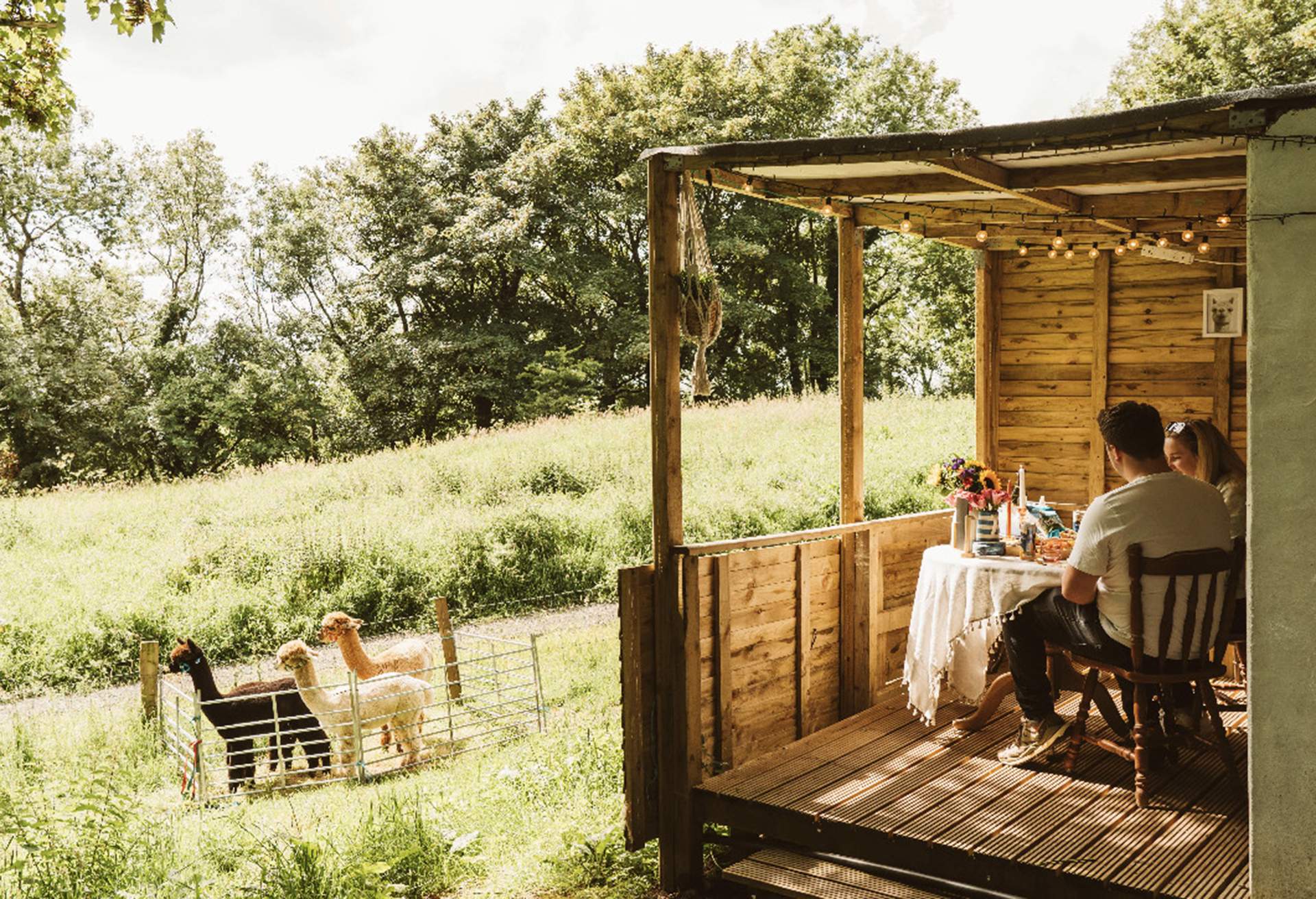 Lamas and glamping at Trench Farm, UK